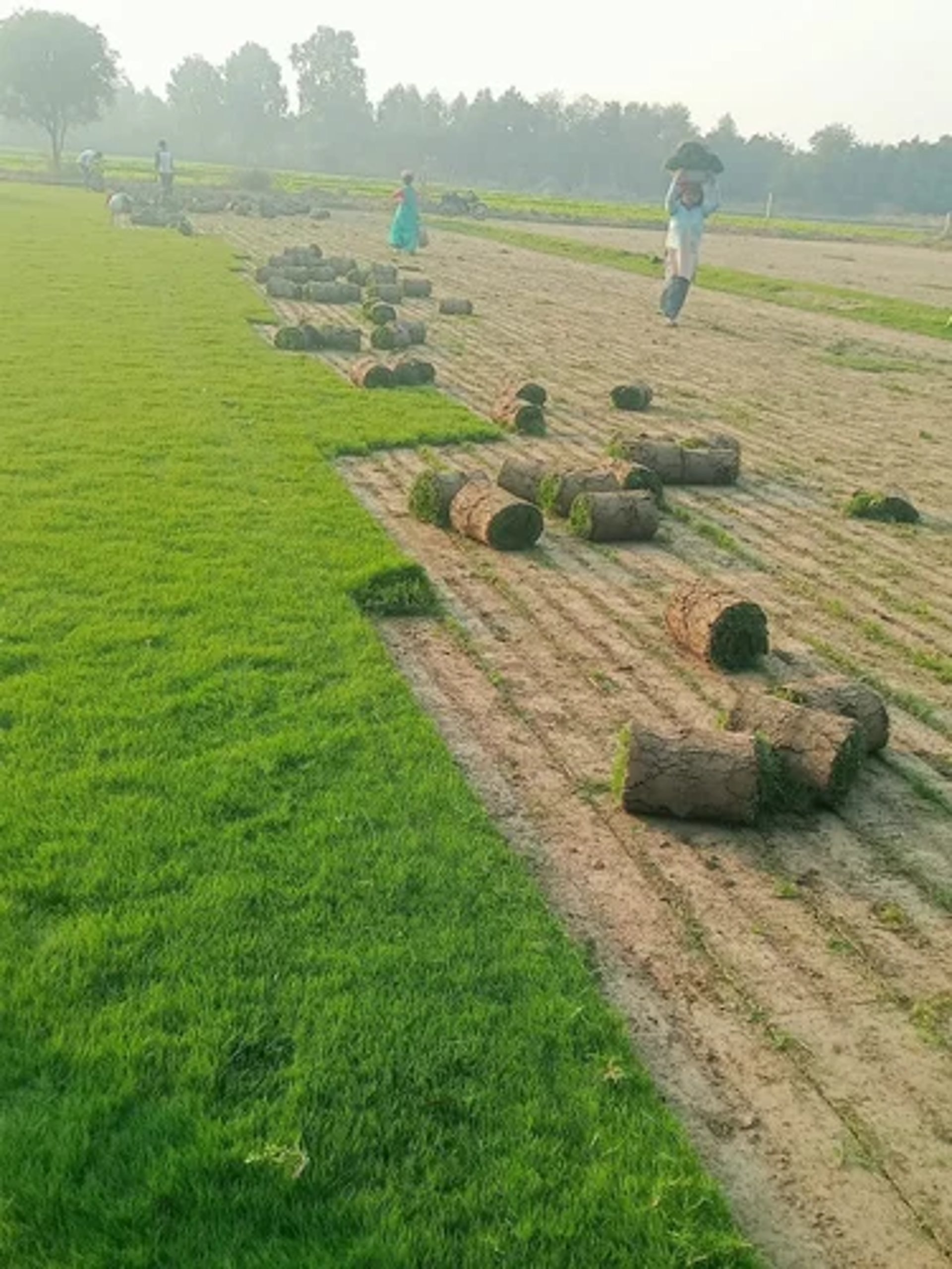 FM Landscaping harvesting high quality bermuda grass at own farm in Bangalore 1