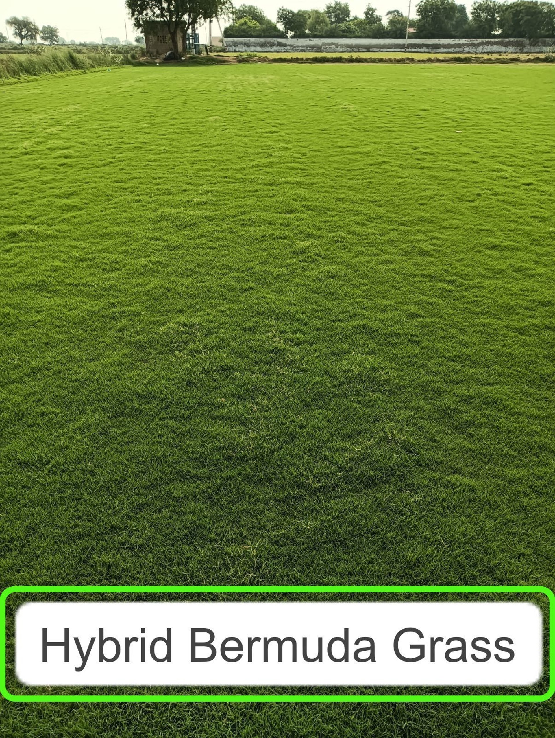 FM Landscaping producing high quality bermuda grass at own farm in Bangalore 2