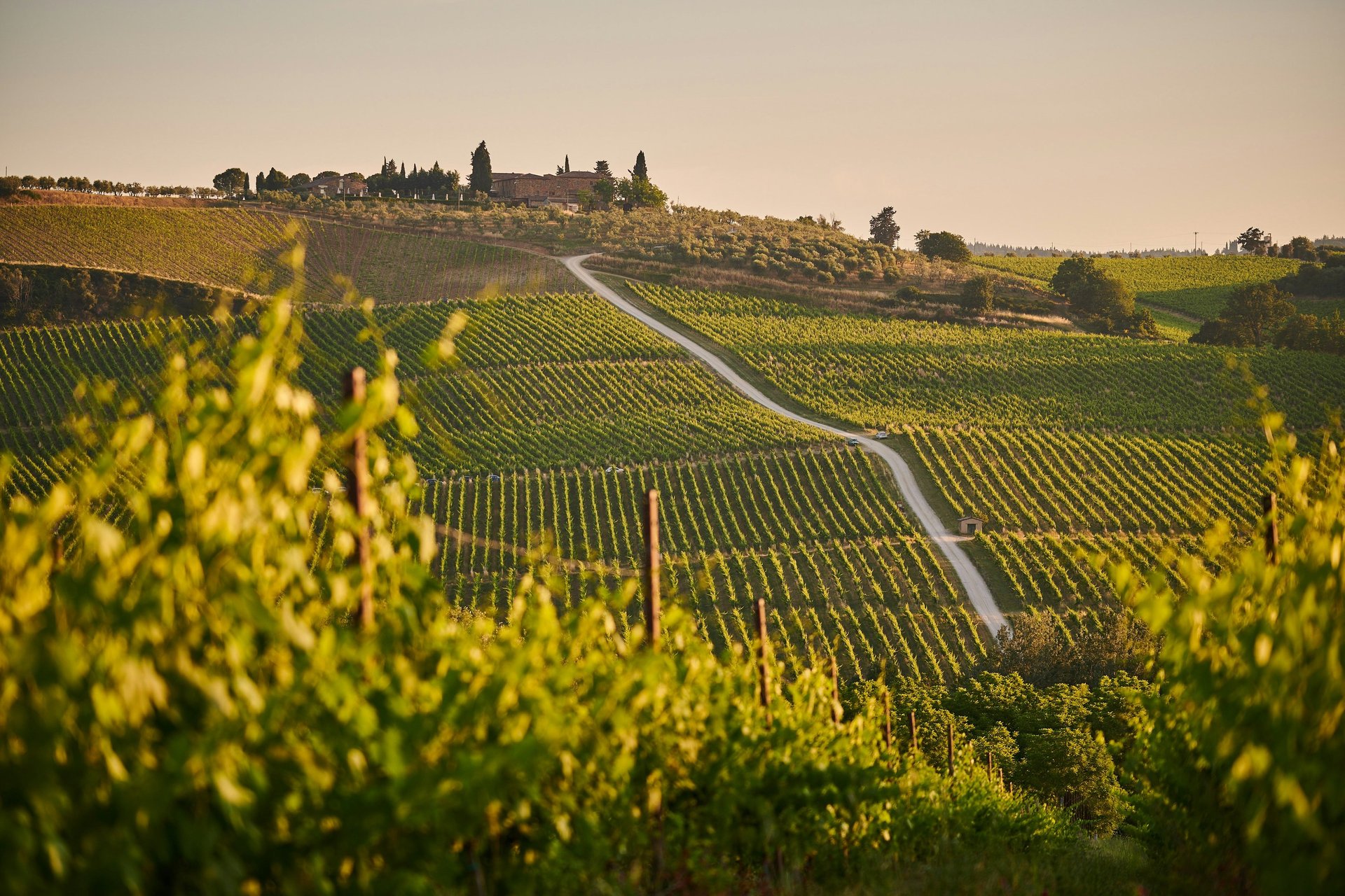 vignoble cycle oenologie