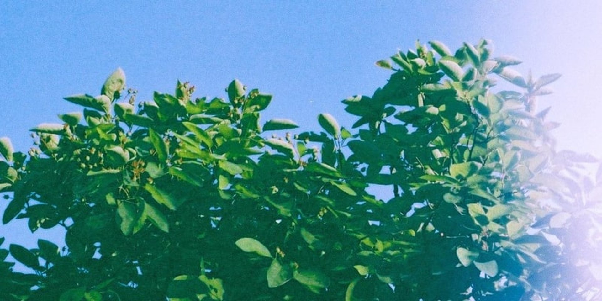 BAJJEMA - WooWoo Track Cover