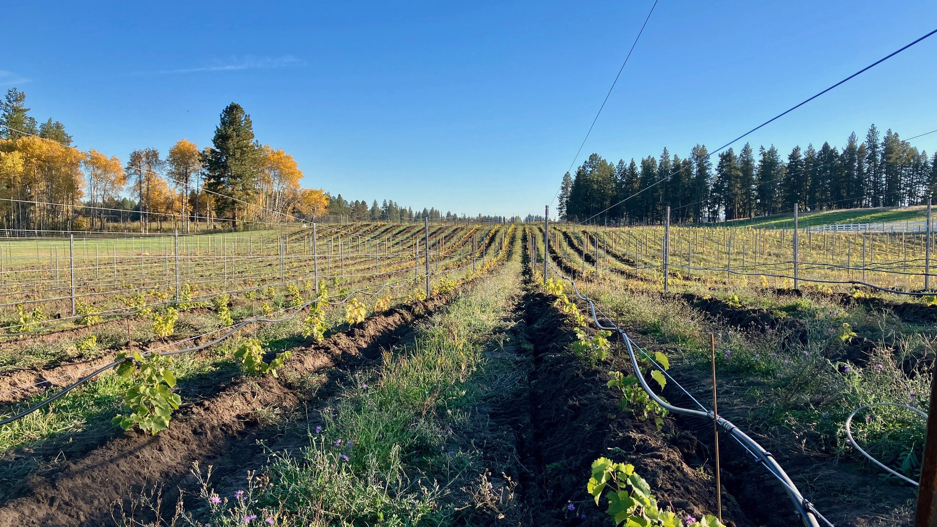 Elk Park Vineyard Montana