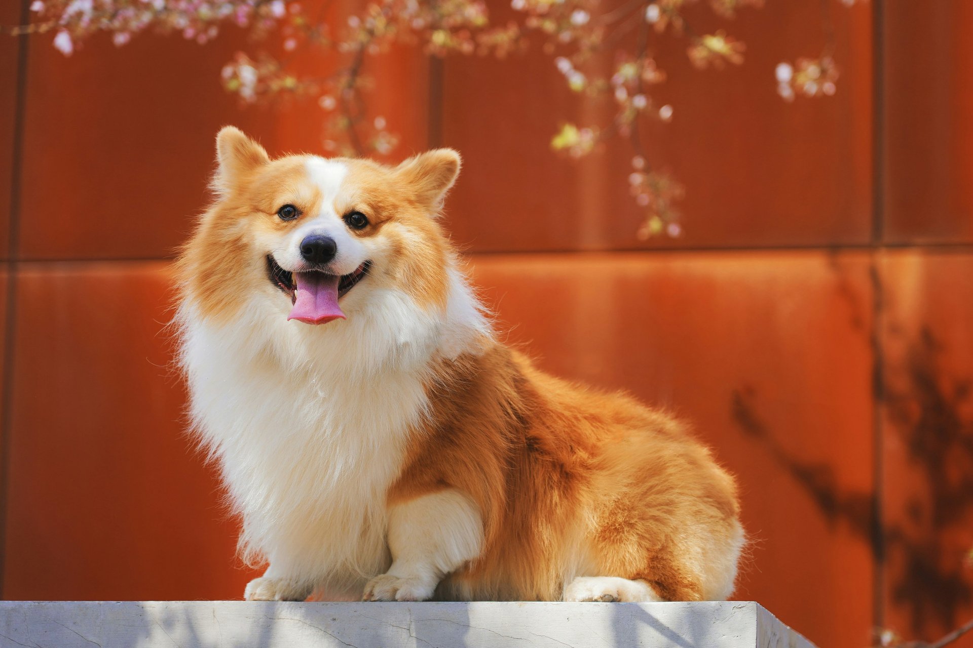 brown short coated dog on gray couch