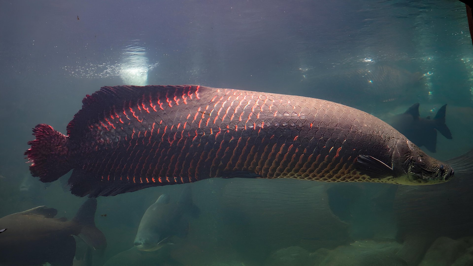 person holding black and red fish