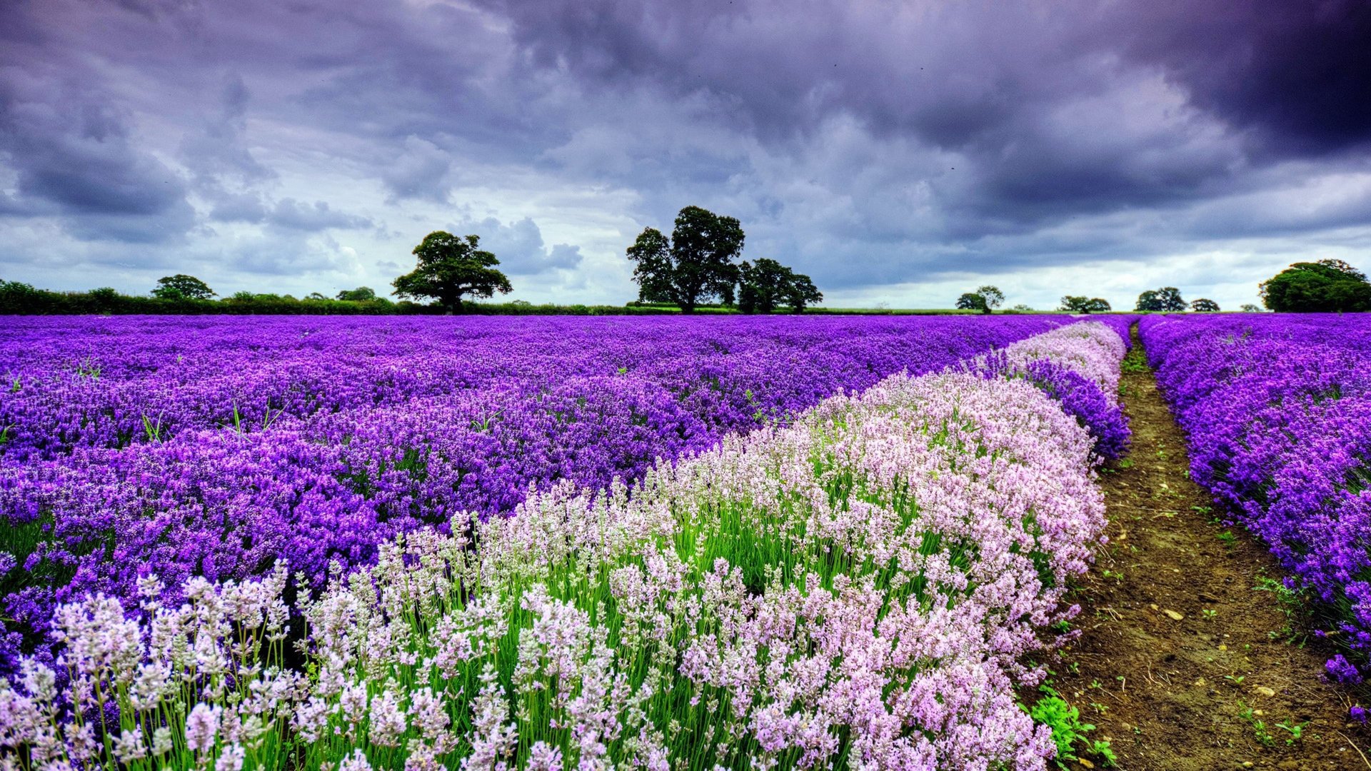 grass field