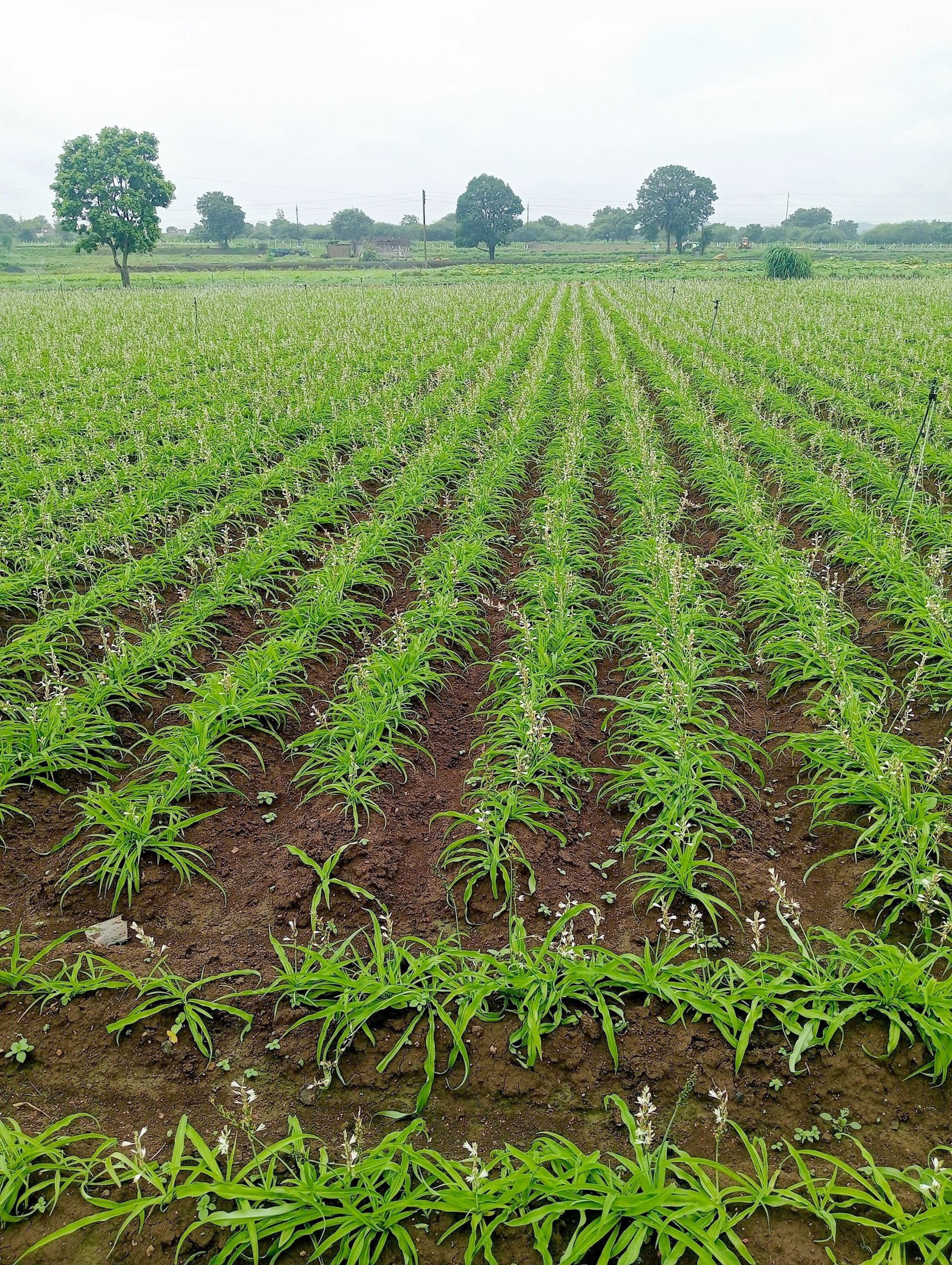 black and brown leather padded tub sofa
