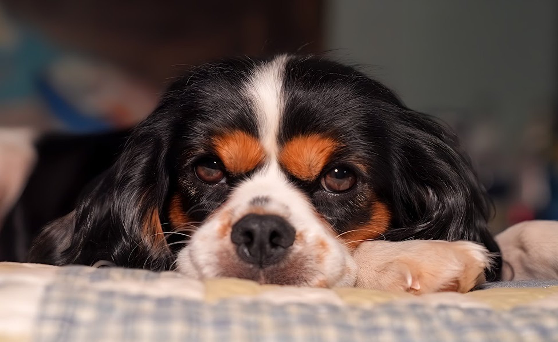 black and brown leather padded tub sofa