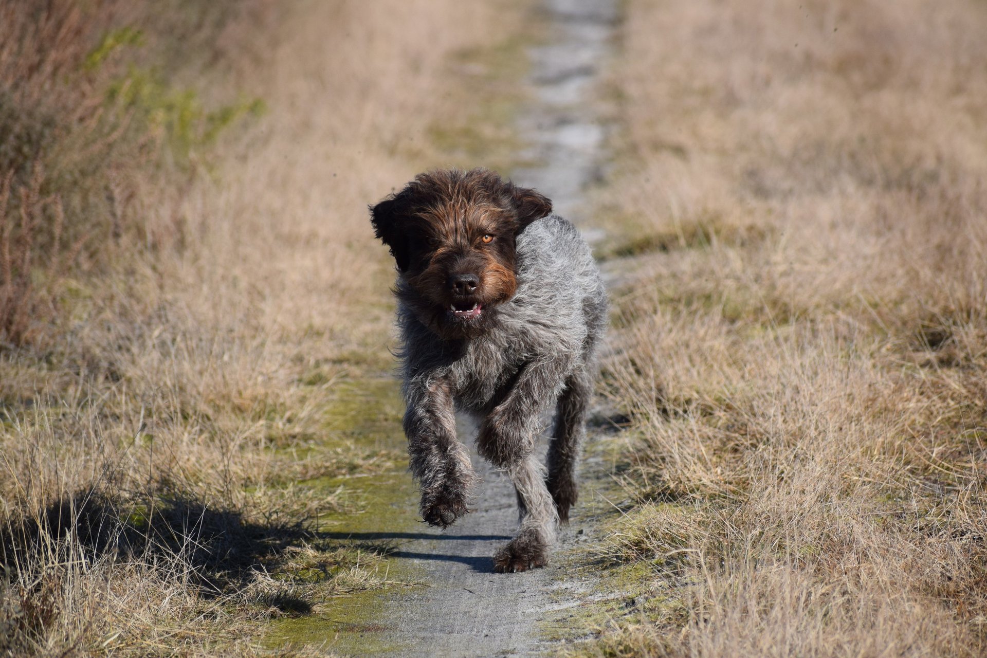 black and brown leather padded tub sofa