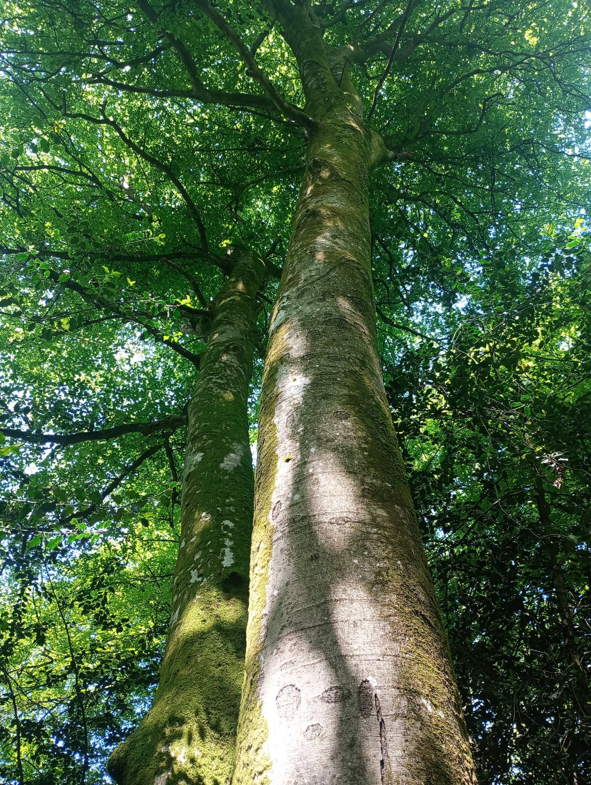 macro shot photography of tree during daytime