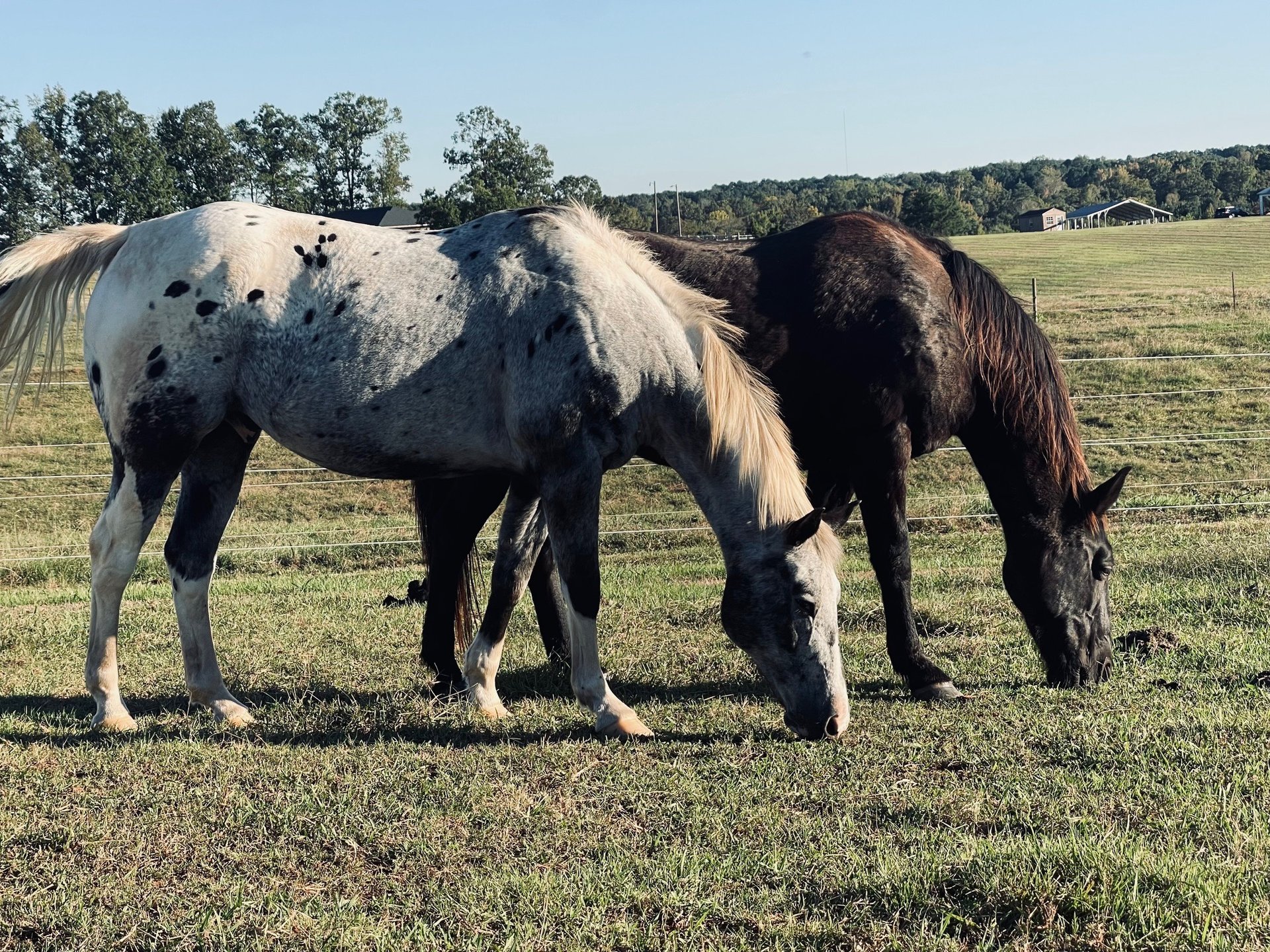 brown horse on green grass field during daytime