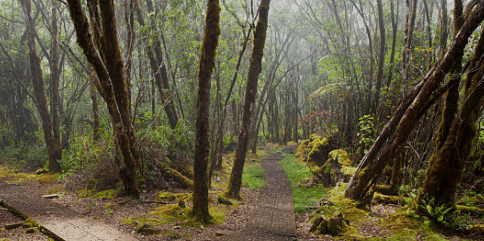 man standing in the middle of woods