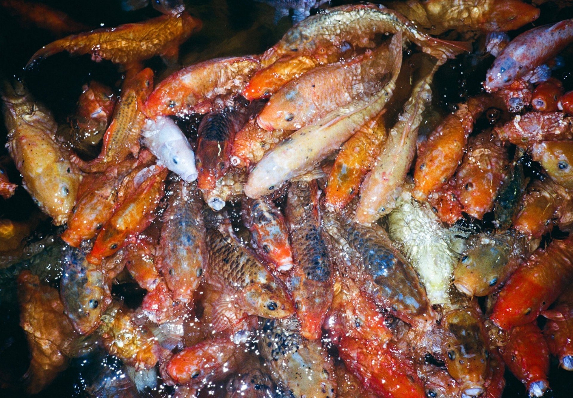 black blue and yellow textile