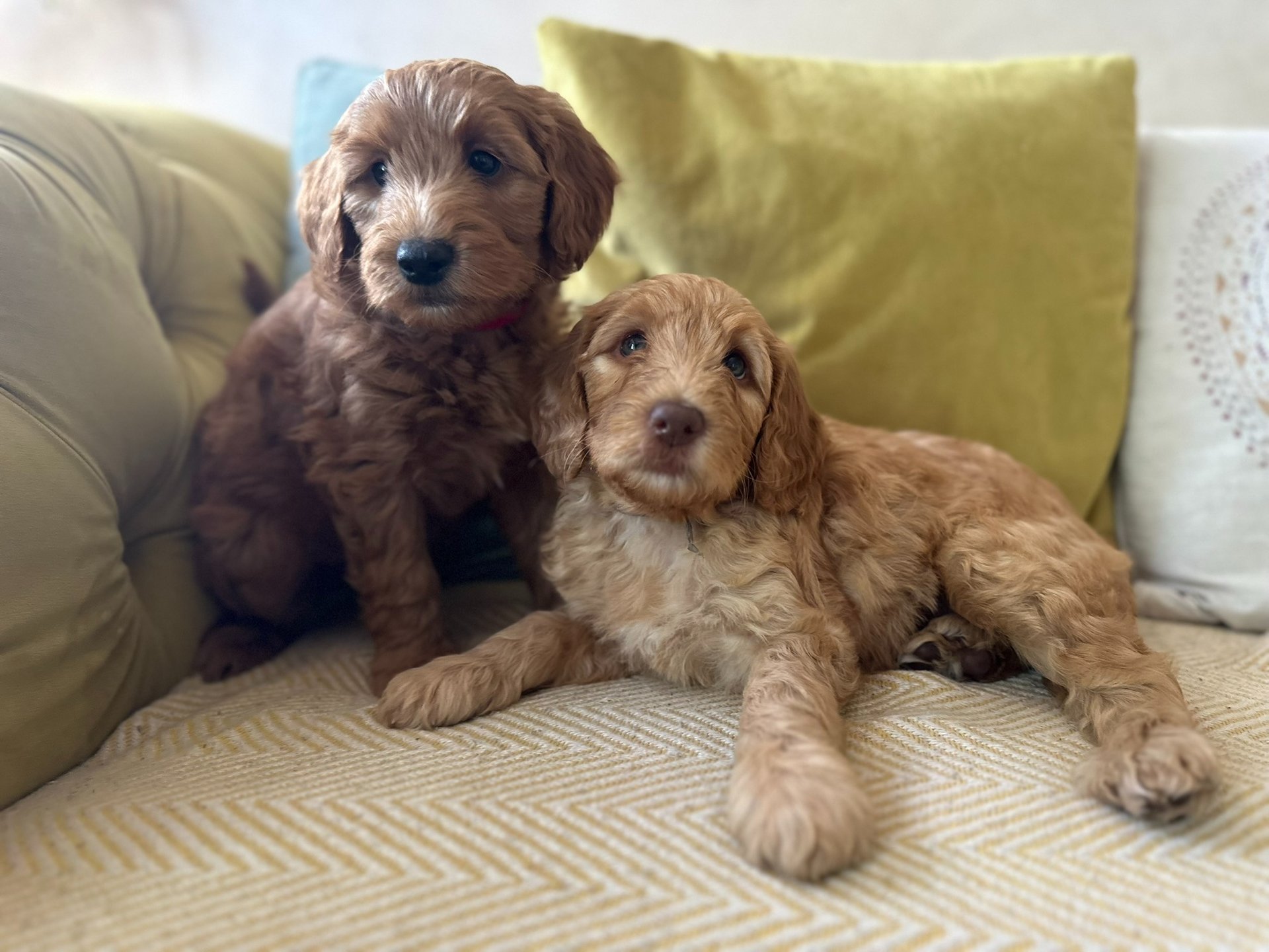 woman wearing yellow long-sleeved dress under white clouds and blue sky during daytime