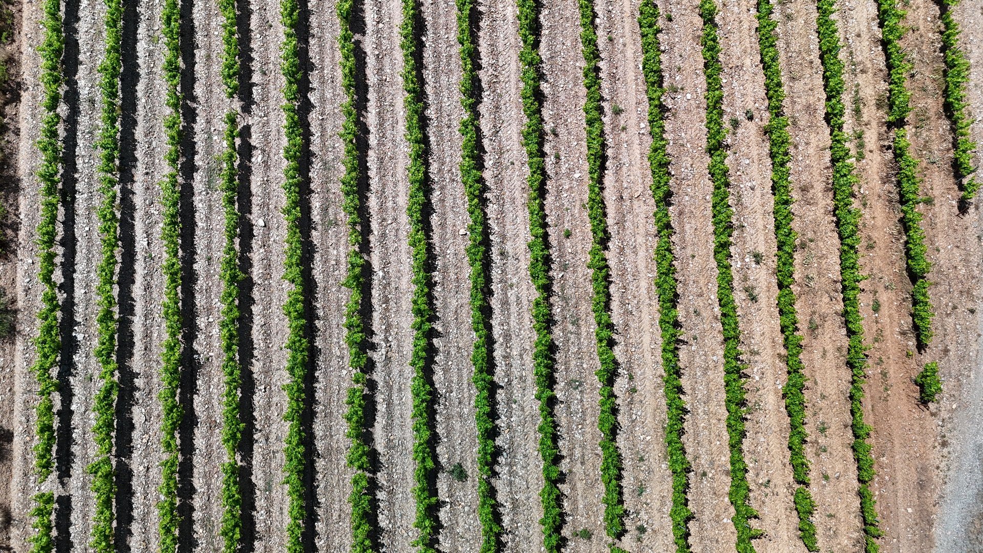 a field of crops with mountains in the background