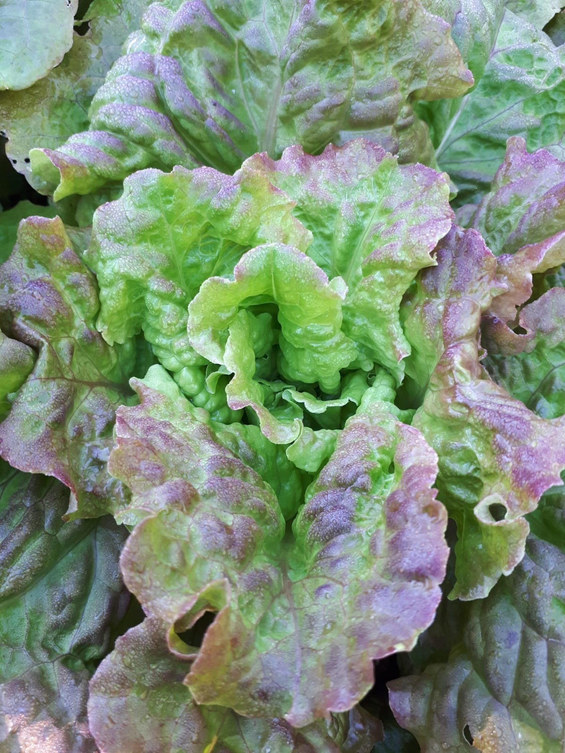 green leaf in tilt shift lens