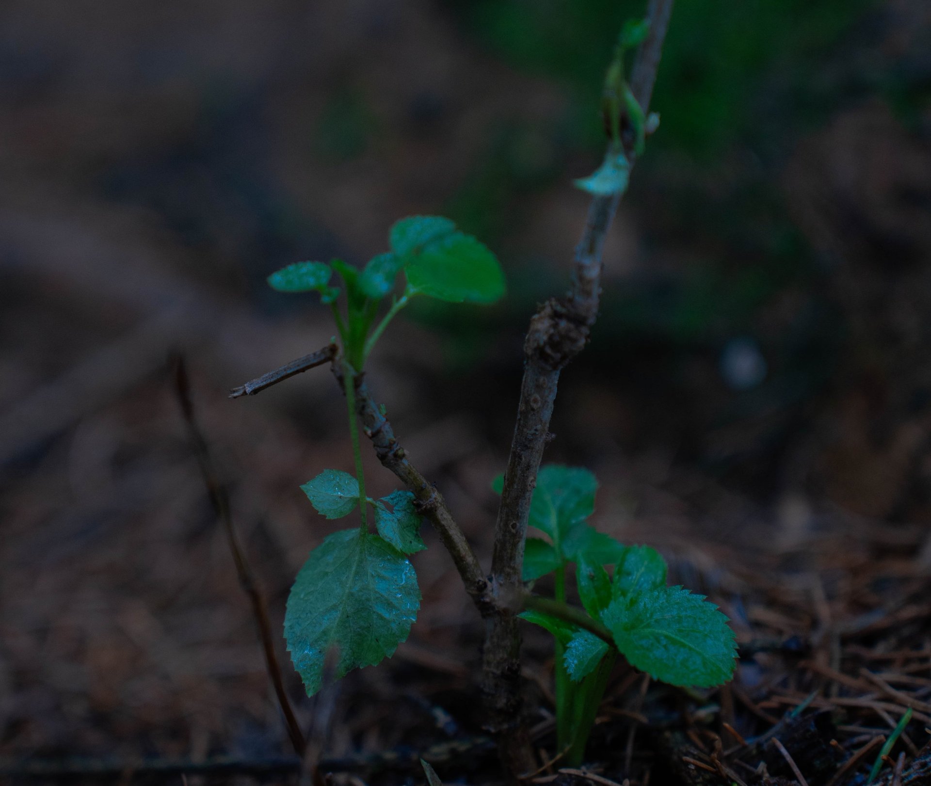 black and white bed linen