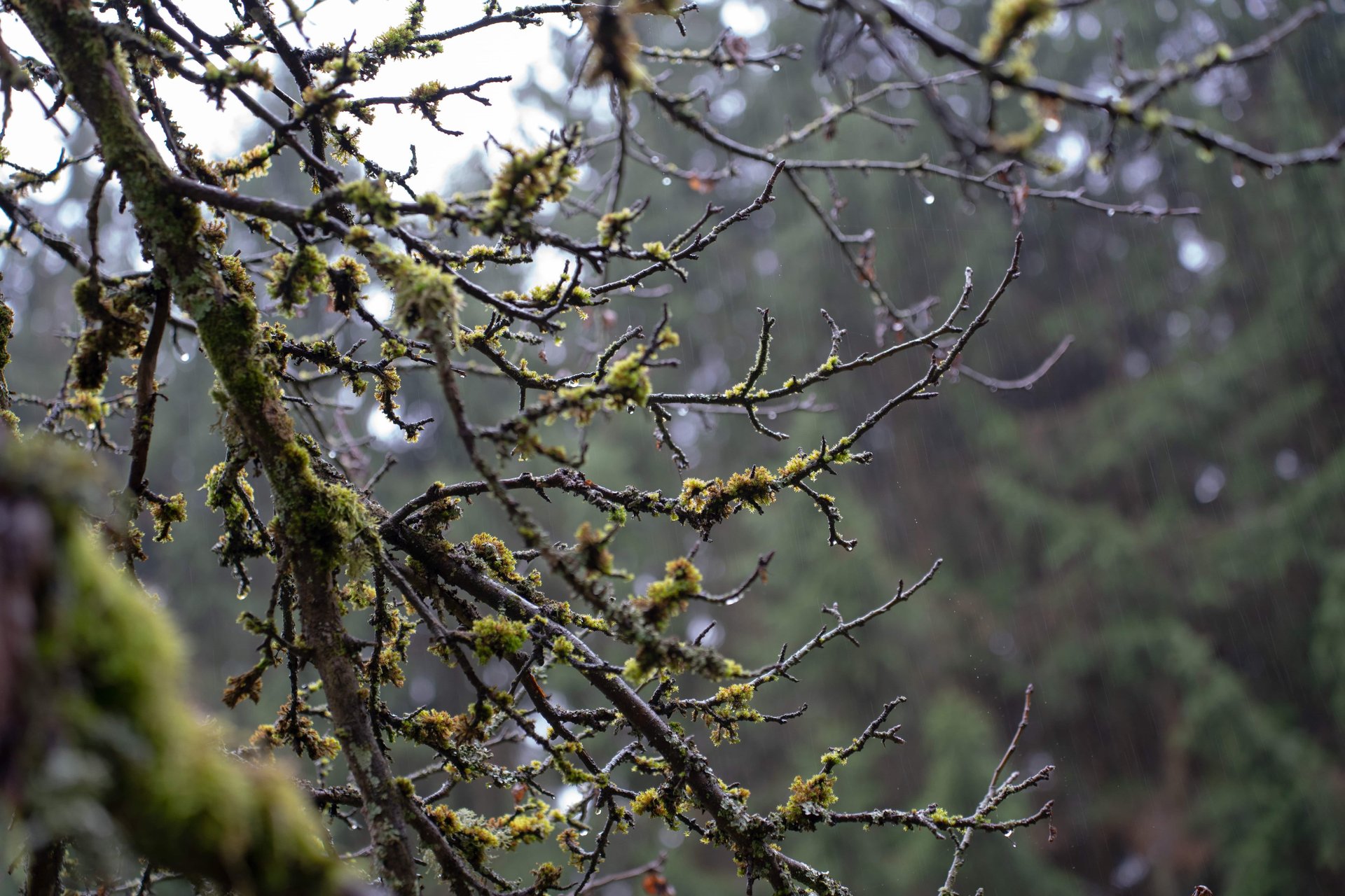 close shot of yellow flowers