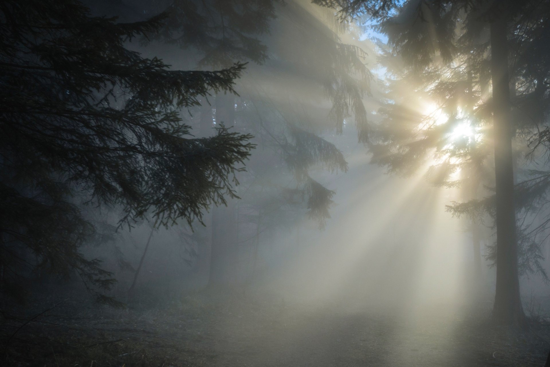 sunlight passing through trees