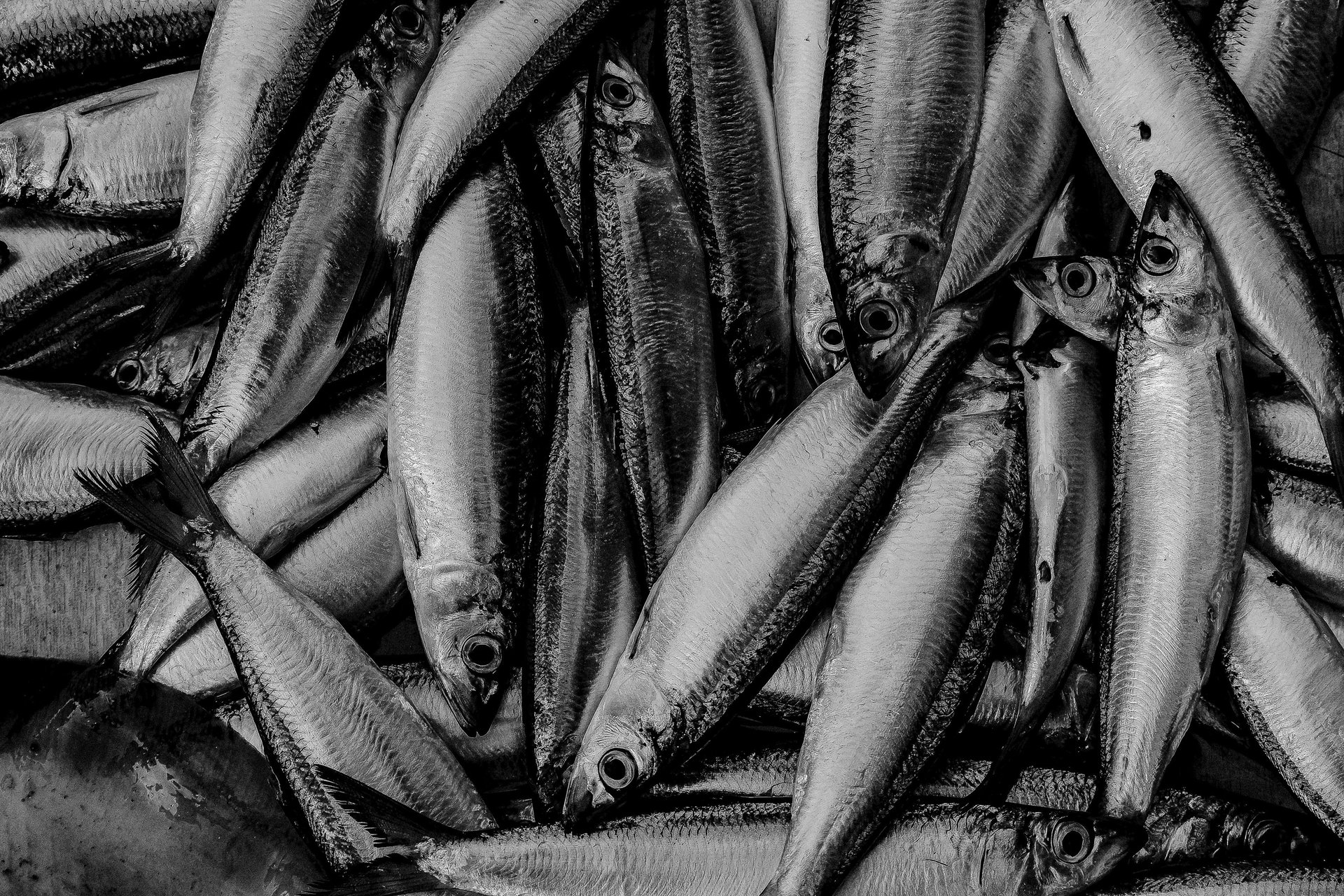 a large group of fish swimming in the ocean