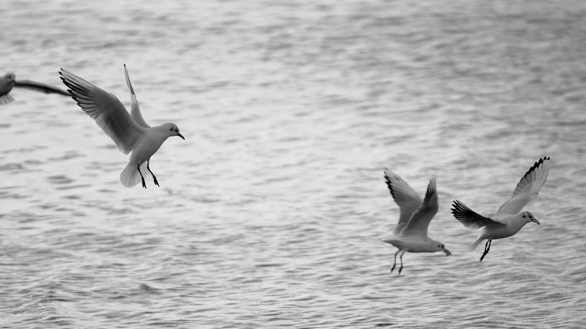 a bird flying over a large body of water