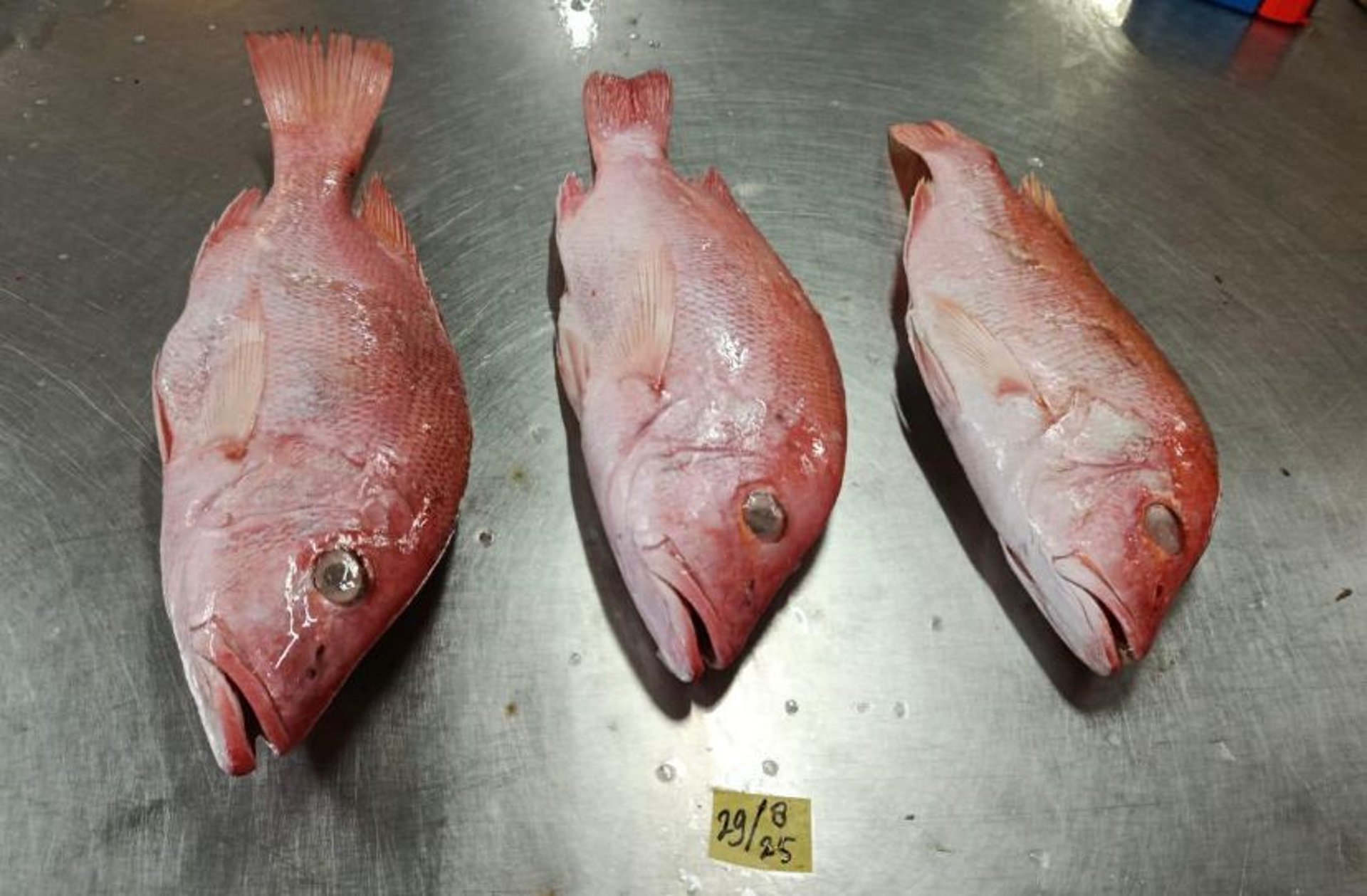 woman wearing yellow long-sleeved dress under white clouds and blue sky during daytime