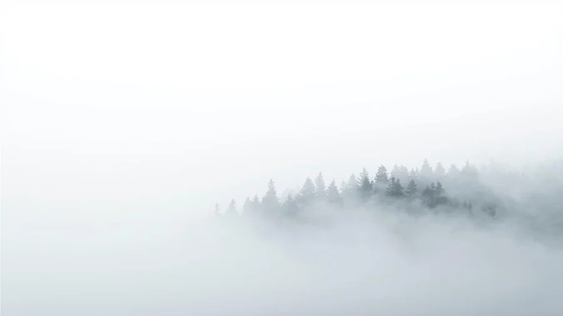 Forêt de conifères dans les nuages pour illustrer la page d'acceuil des services de conseil d'Emilie Penazzi