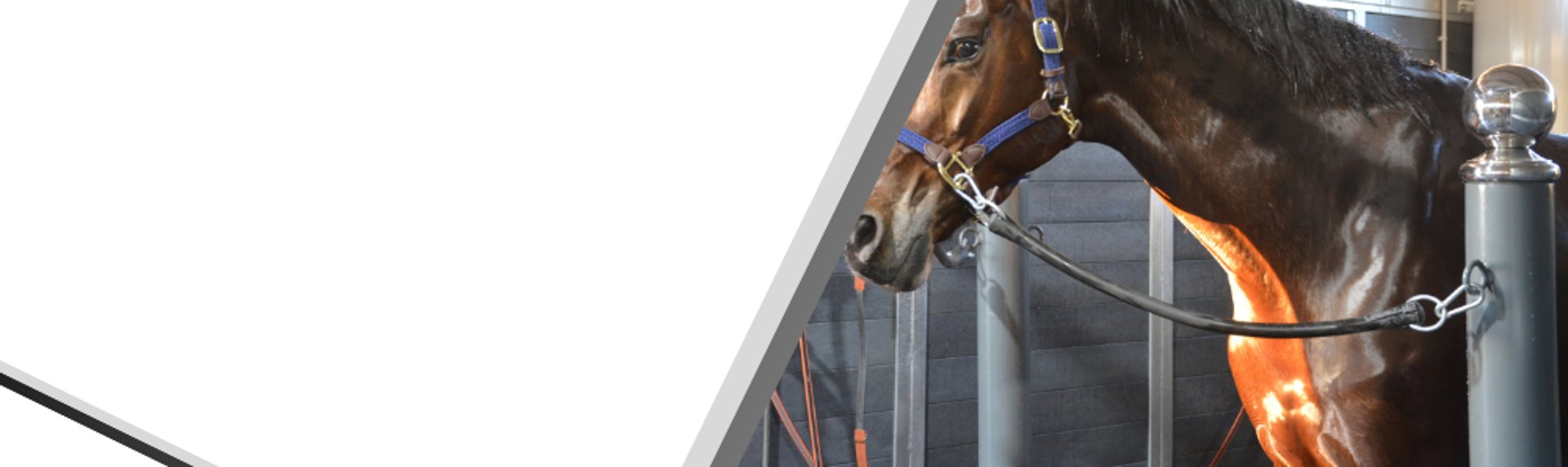 brown and white horse on white wooden wall