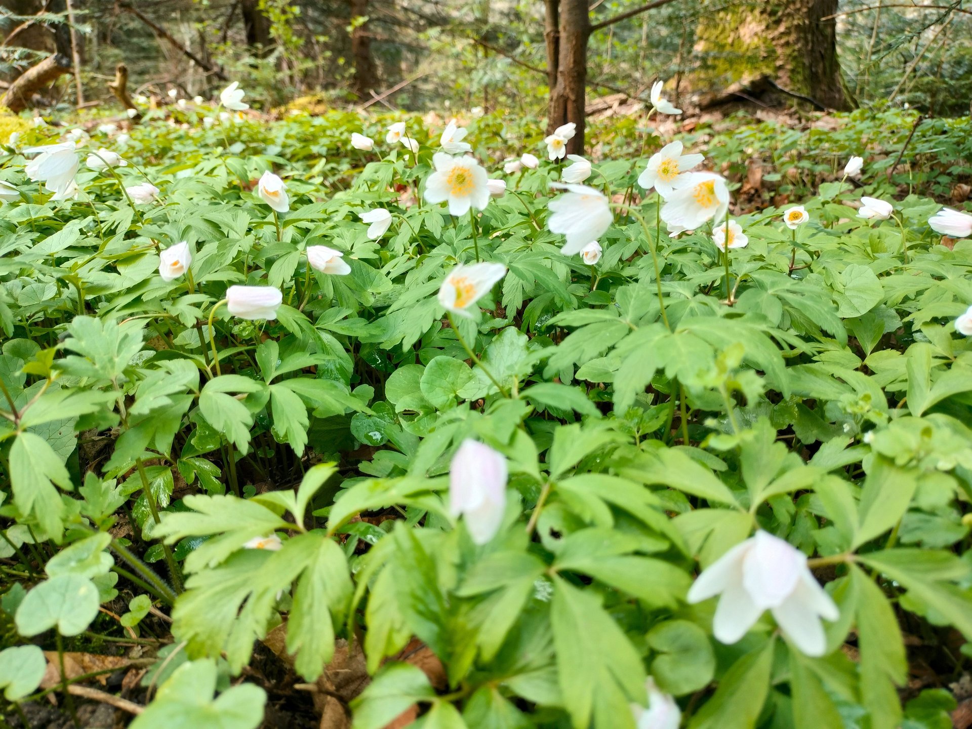 black and brown leather padded tub sofa