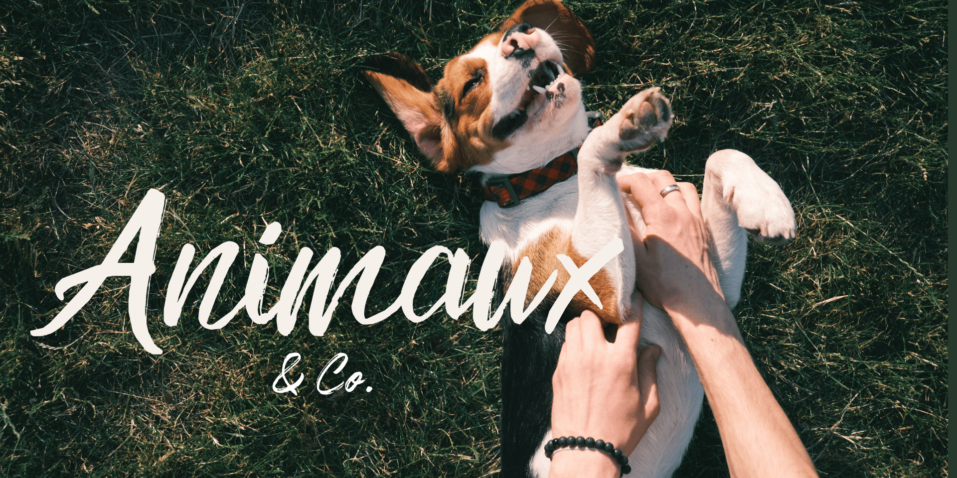 Chien allongé sur l’herbe recevant des caresses, illustrant la rubrique Animaux & Co du blog dédiée à la cause animale