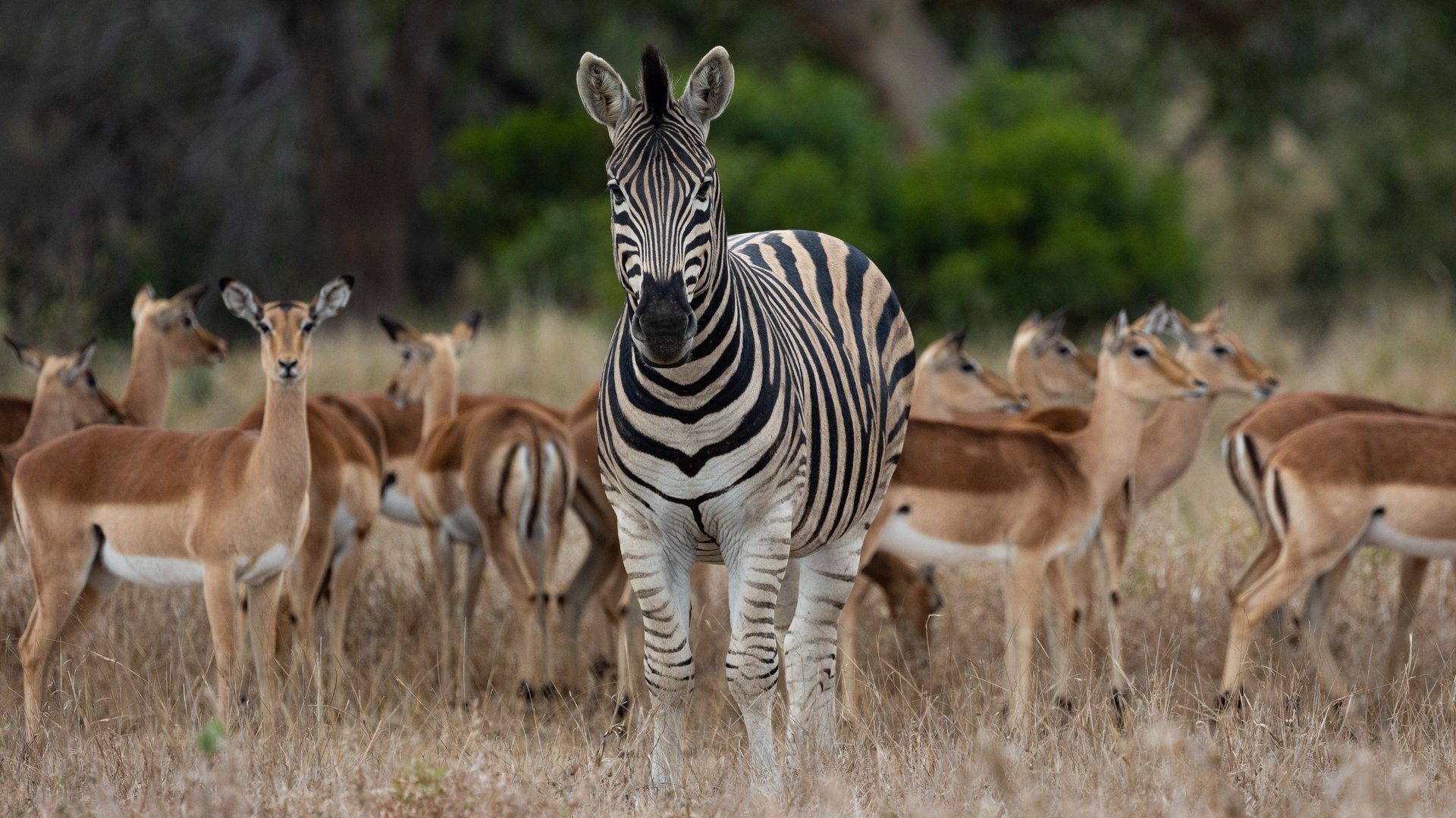 zebra standing on green grass during daytime