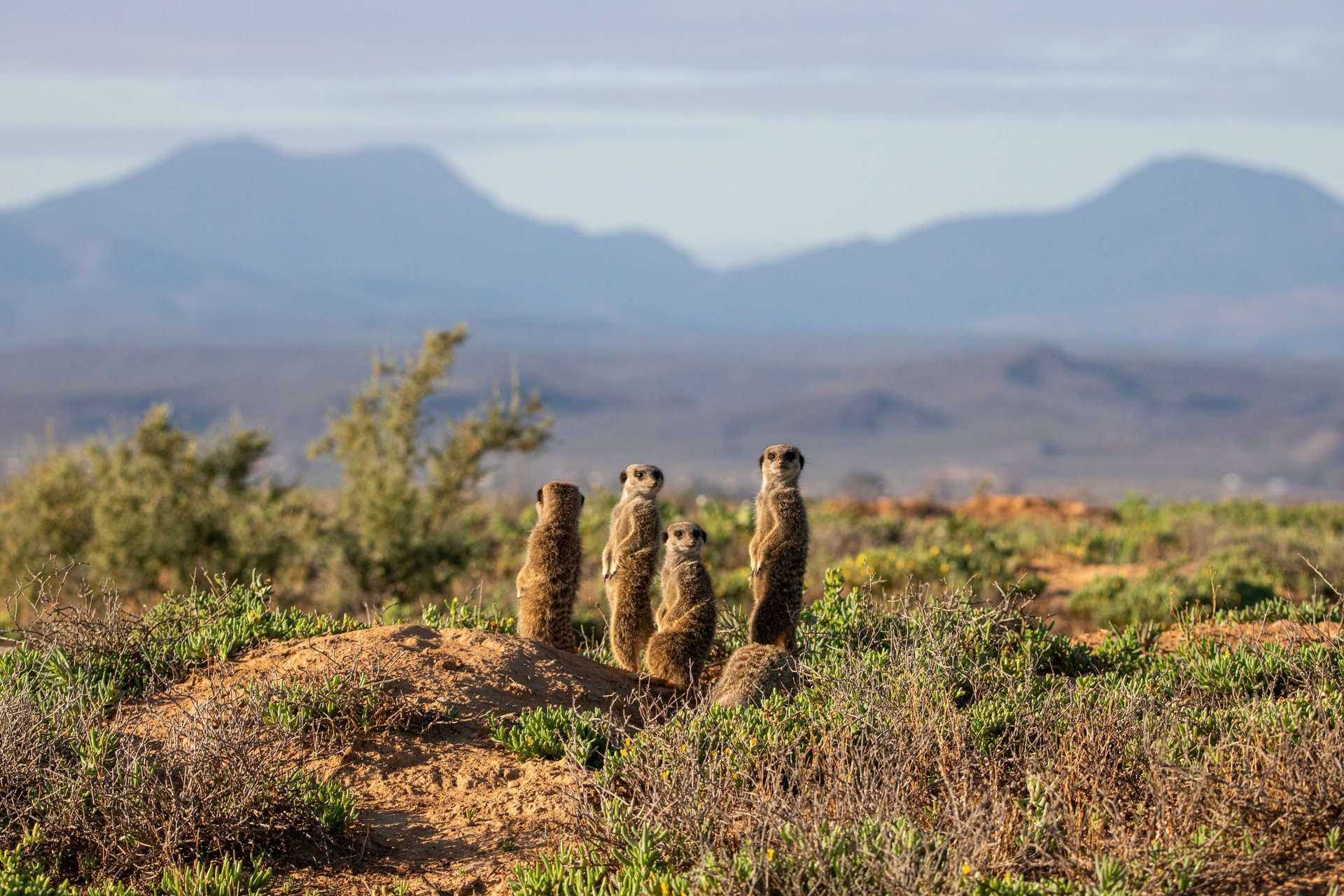 man in black jacket and black backpack standing on mountain during daytime