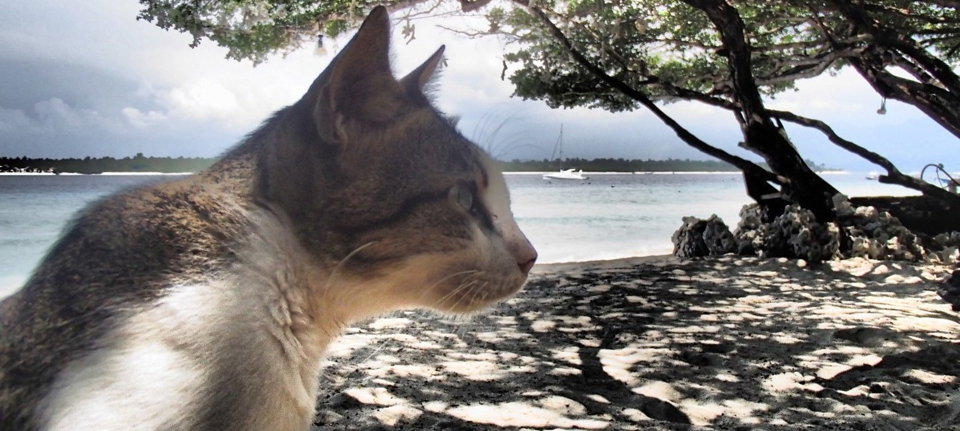 two brown tabby cats on wood planks