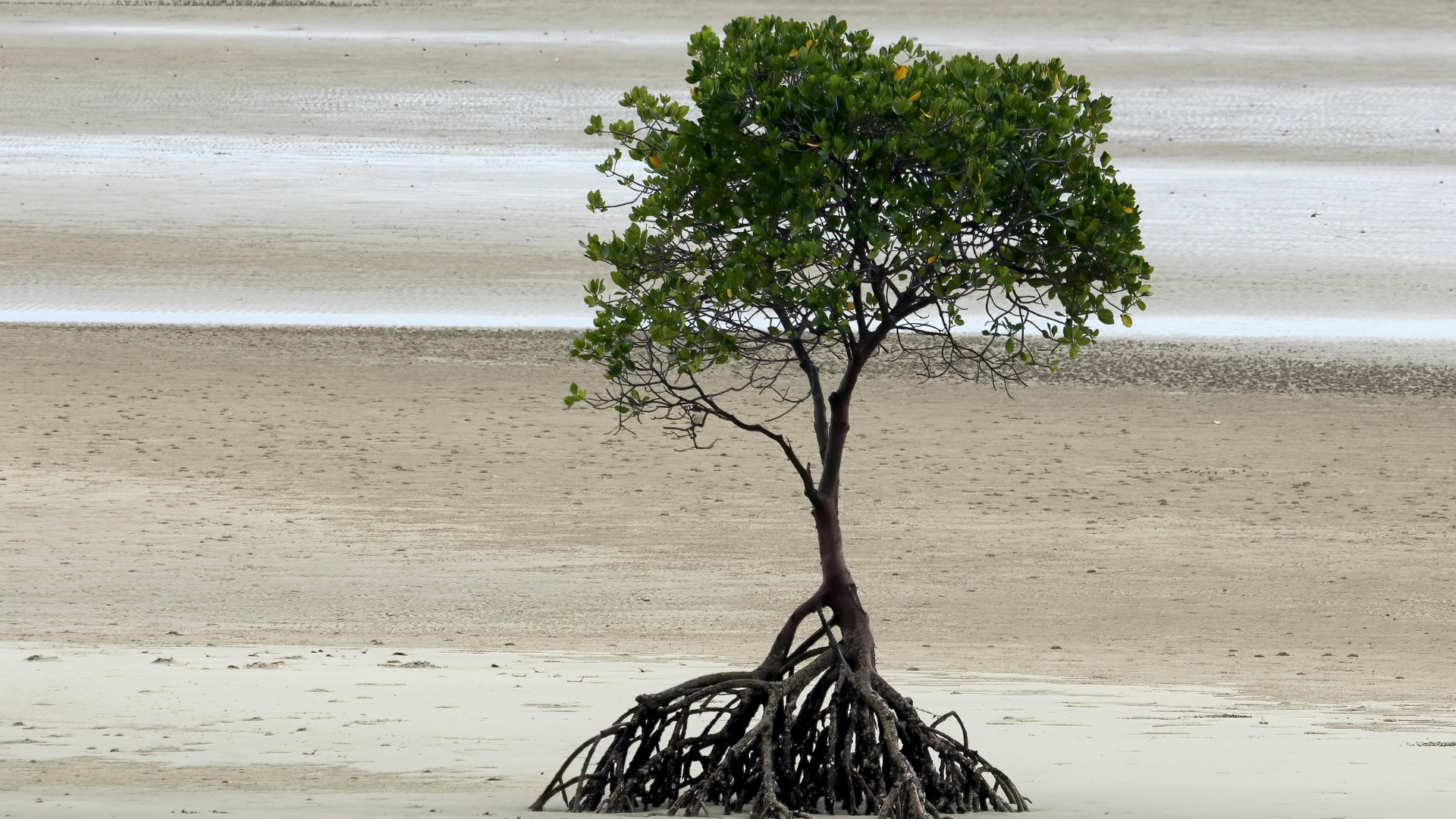black and brown leather padded tub sofa