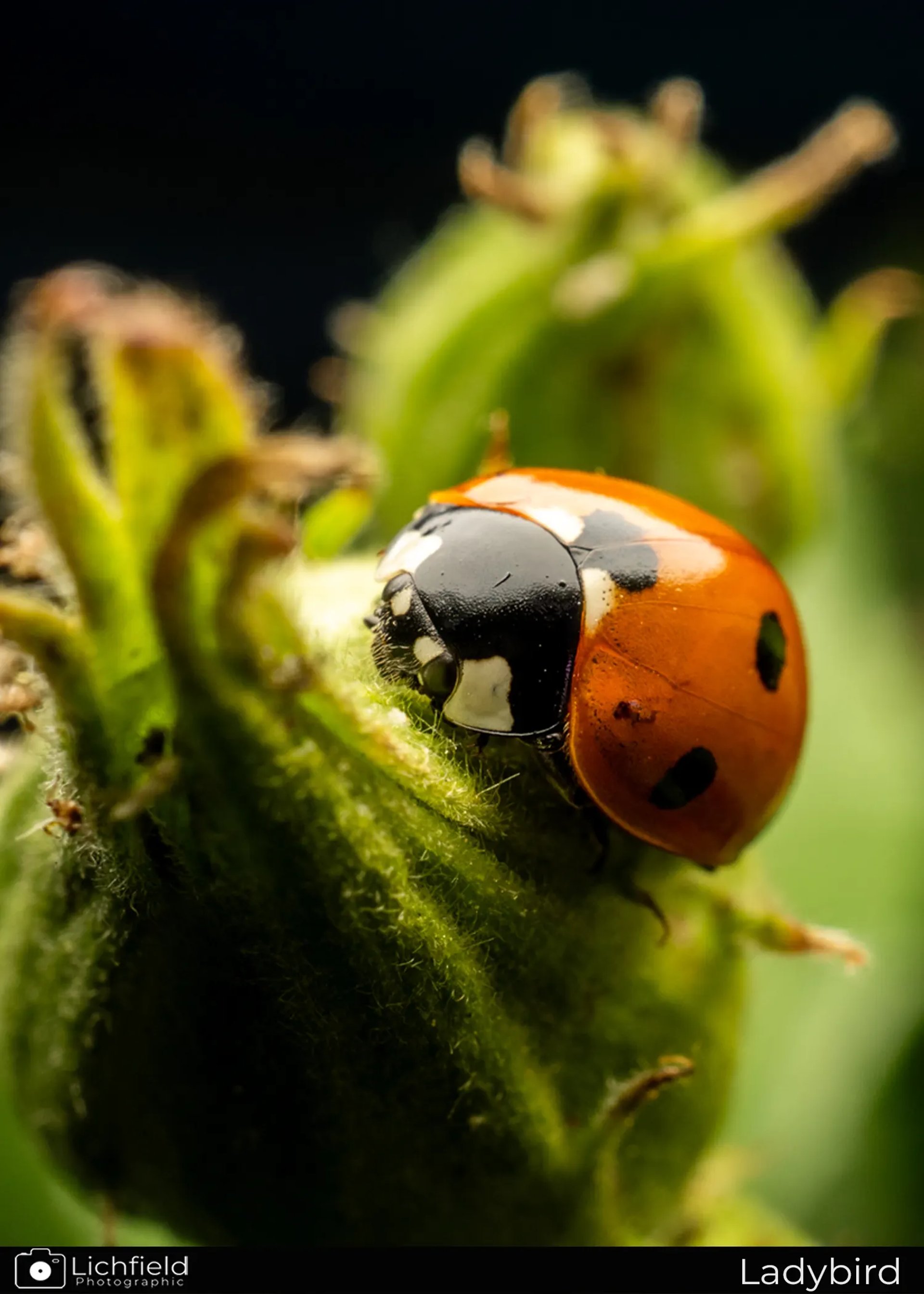 Ladybird on leaf