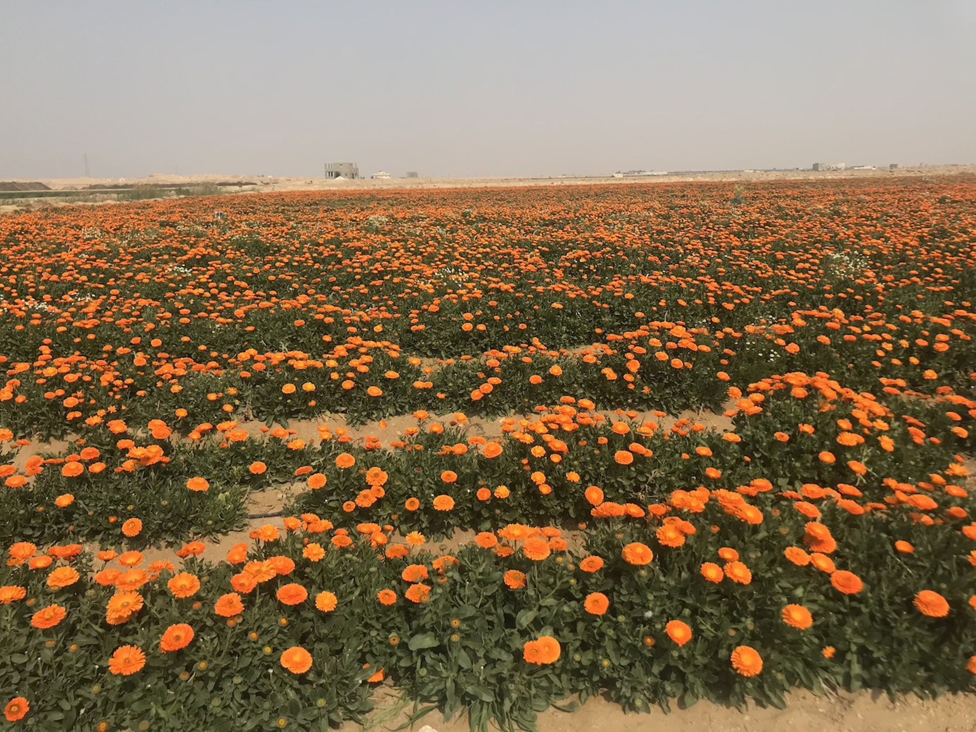 woman holding dried flower
