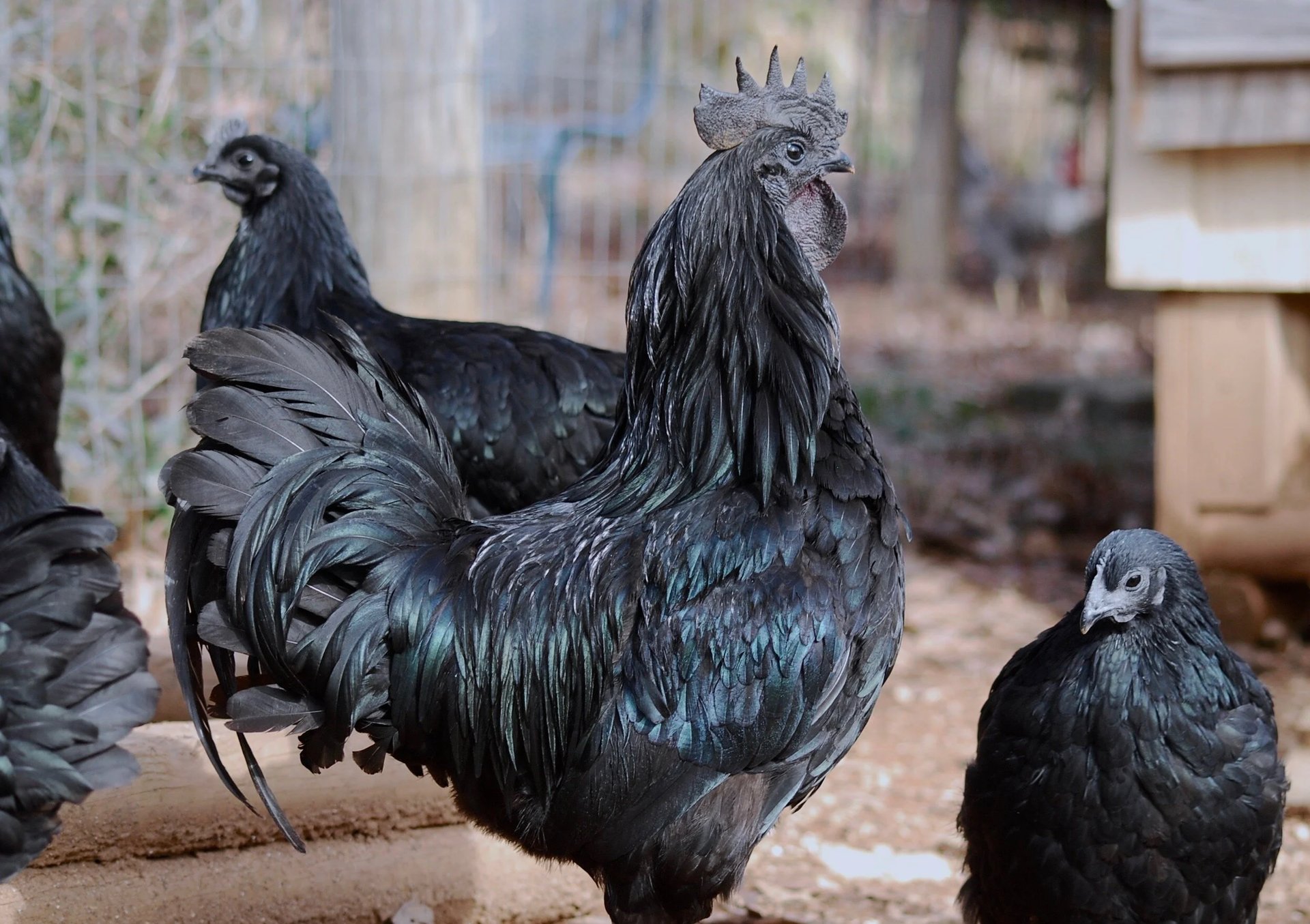 close-up photography of ayam cemani chicken