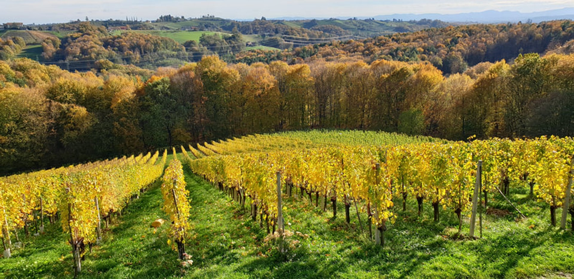 woman wearing yellow long-sleeved dress under white clouds and blue sky during daytime