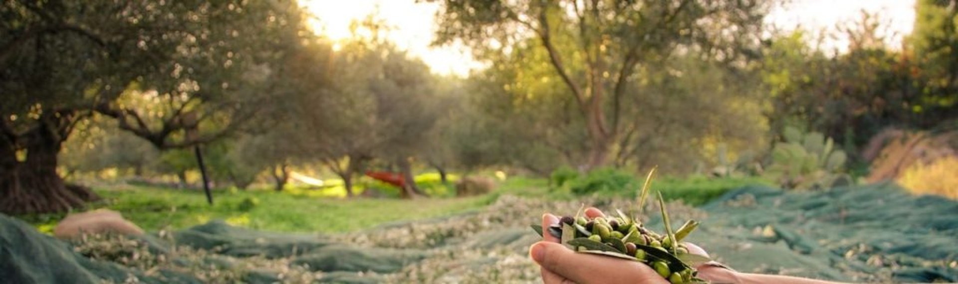 Qualità olio di oliva Niscia