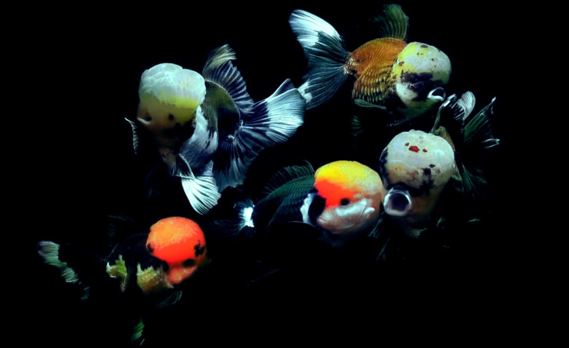 orange and white koi fish