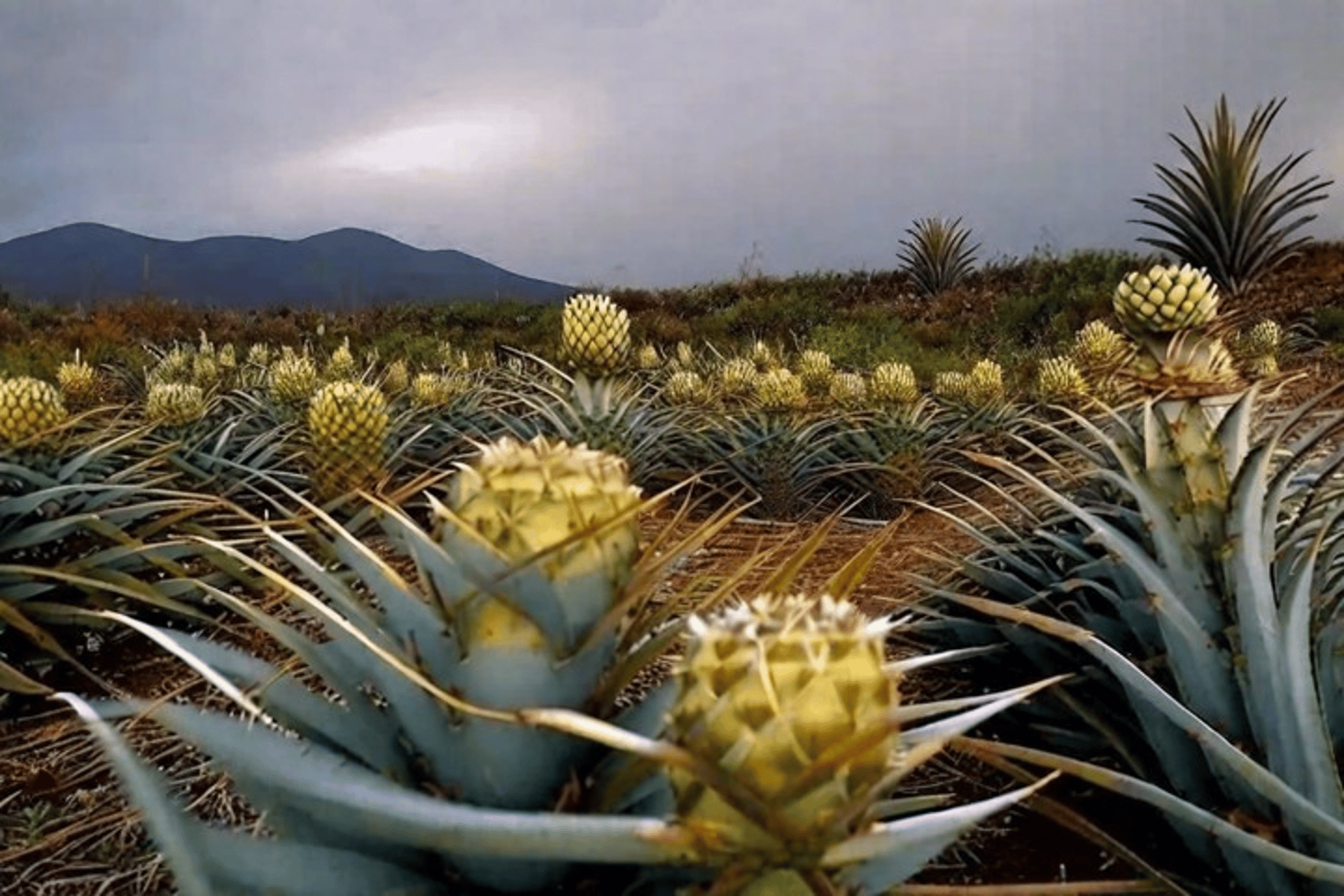woman wearing yellow long-sleeved dress under white clouds and blue sky during daytime