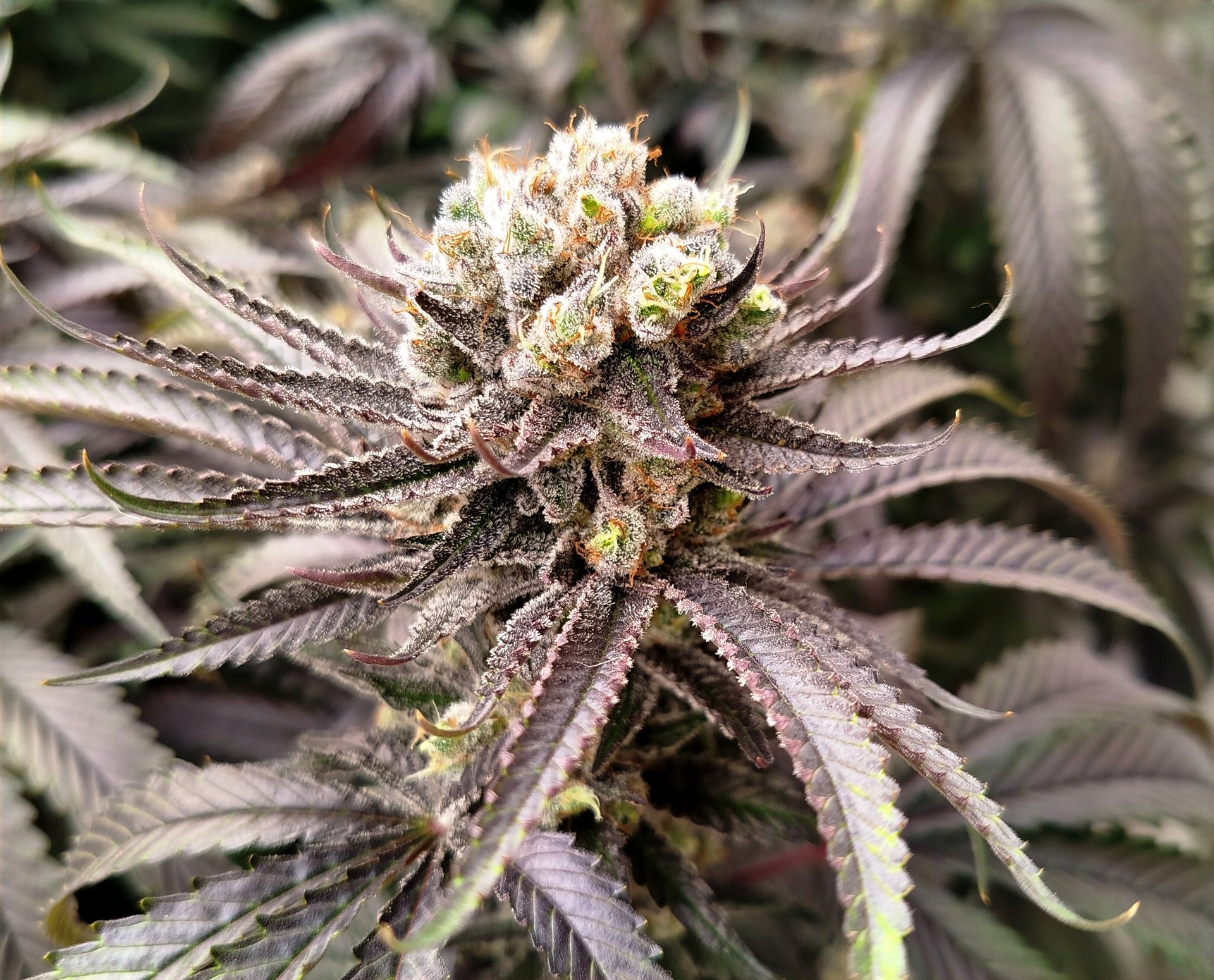 woman wearing yellow long-sleeved dress under white clouds and blue sky during daytime