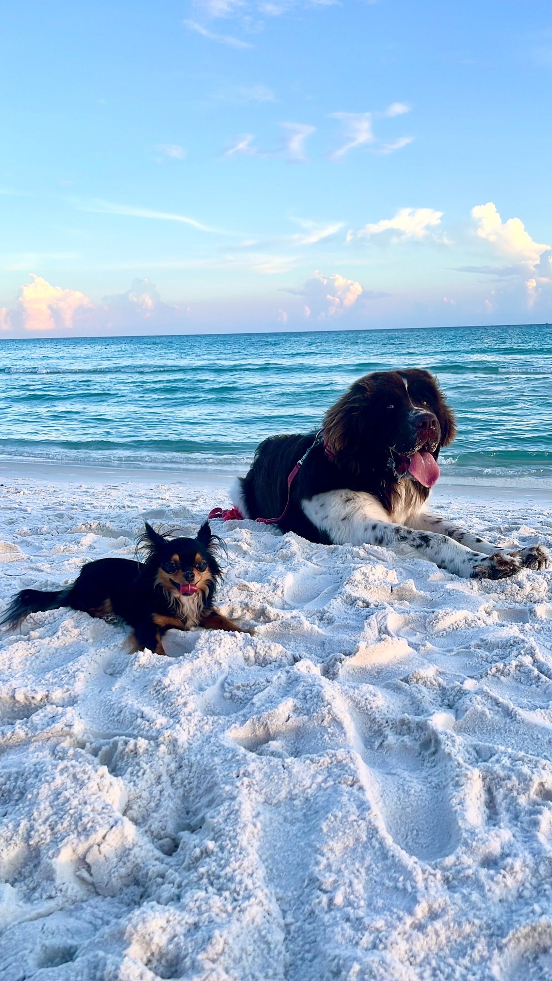black and brown leather padded tub sofa