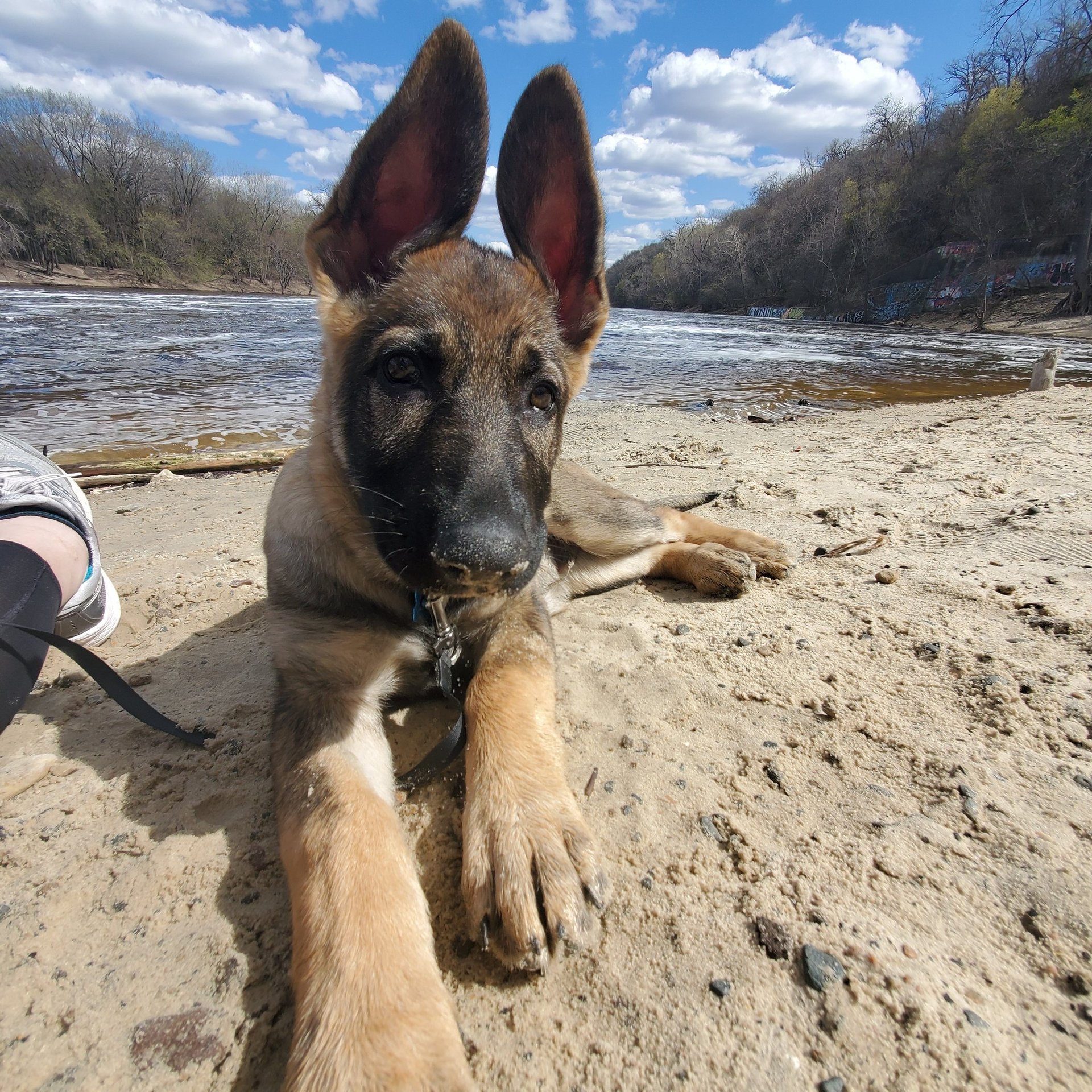 a dog sitting in the middle of a dirt field