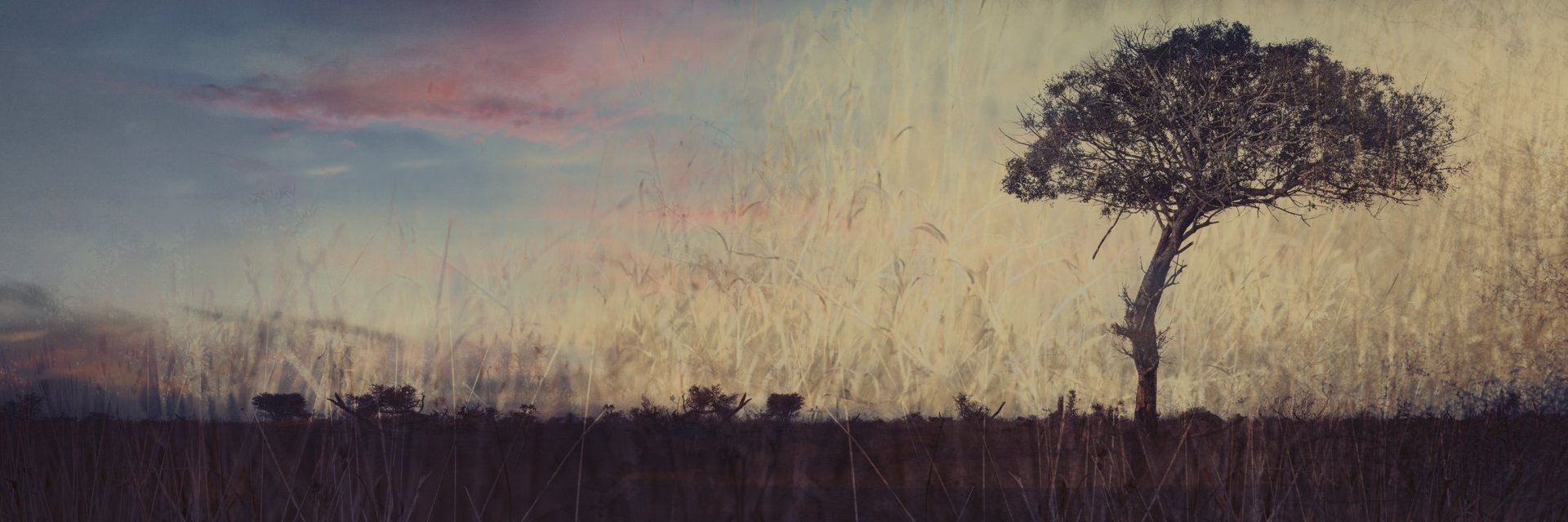 Fine art photograph of a lone tree at dusk layered with soft grass textures, blending landscape and wildlife art photography