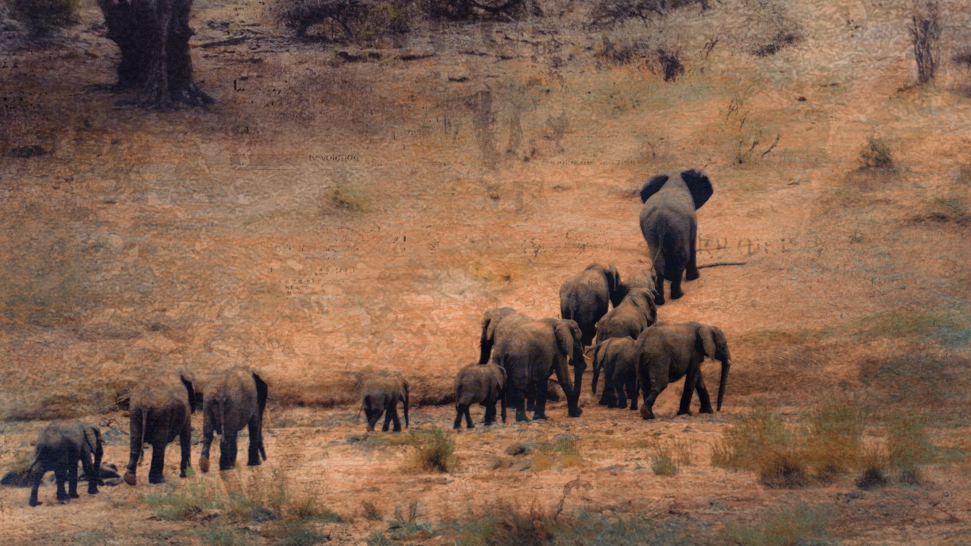 Artistic photograph of an elephant herd walking through the African bush, textured with fine art overlay