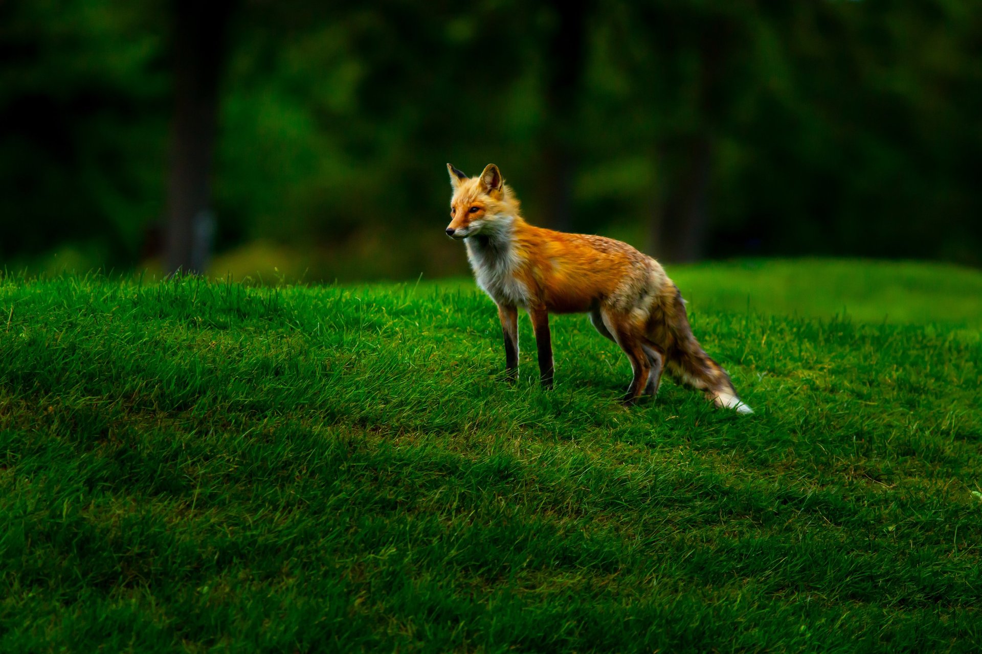 black blue and yellow textile