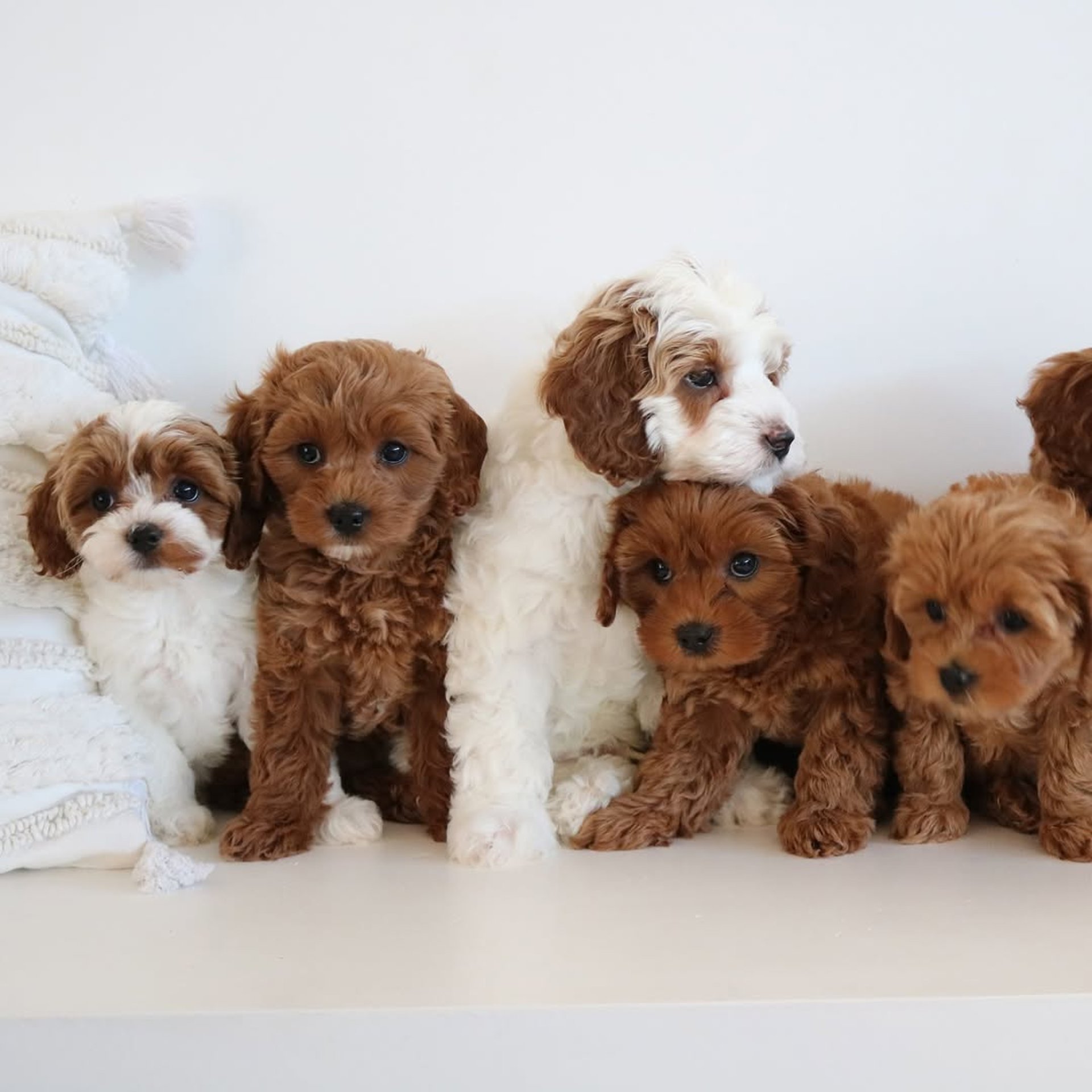 brown long coated small dog on green grass field during daytime