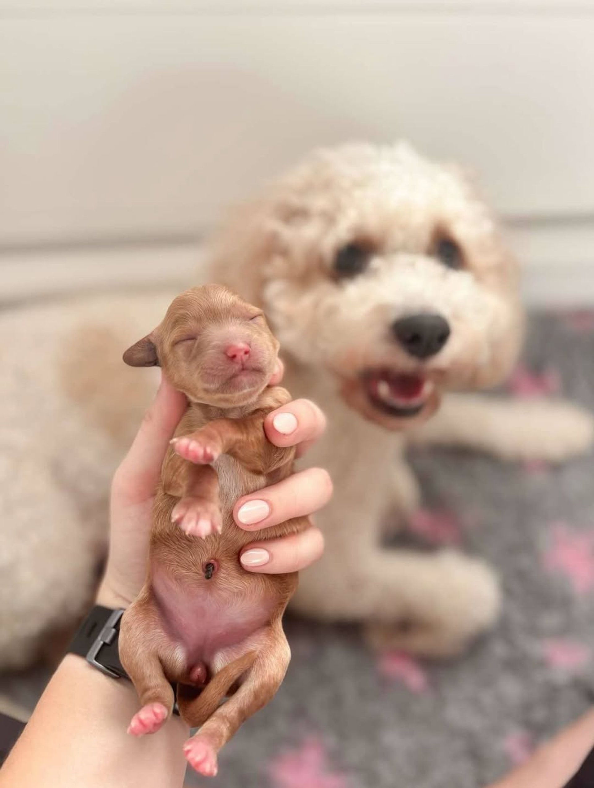 brown poodle puppy on blue textile