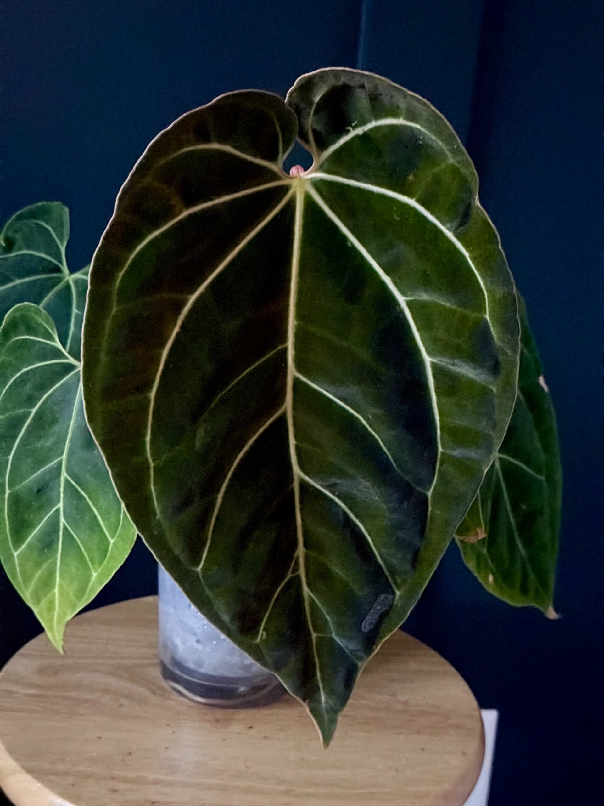 Assortment of anthurium leaves showing various shapes and shades of green.