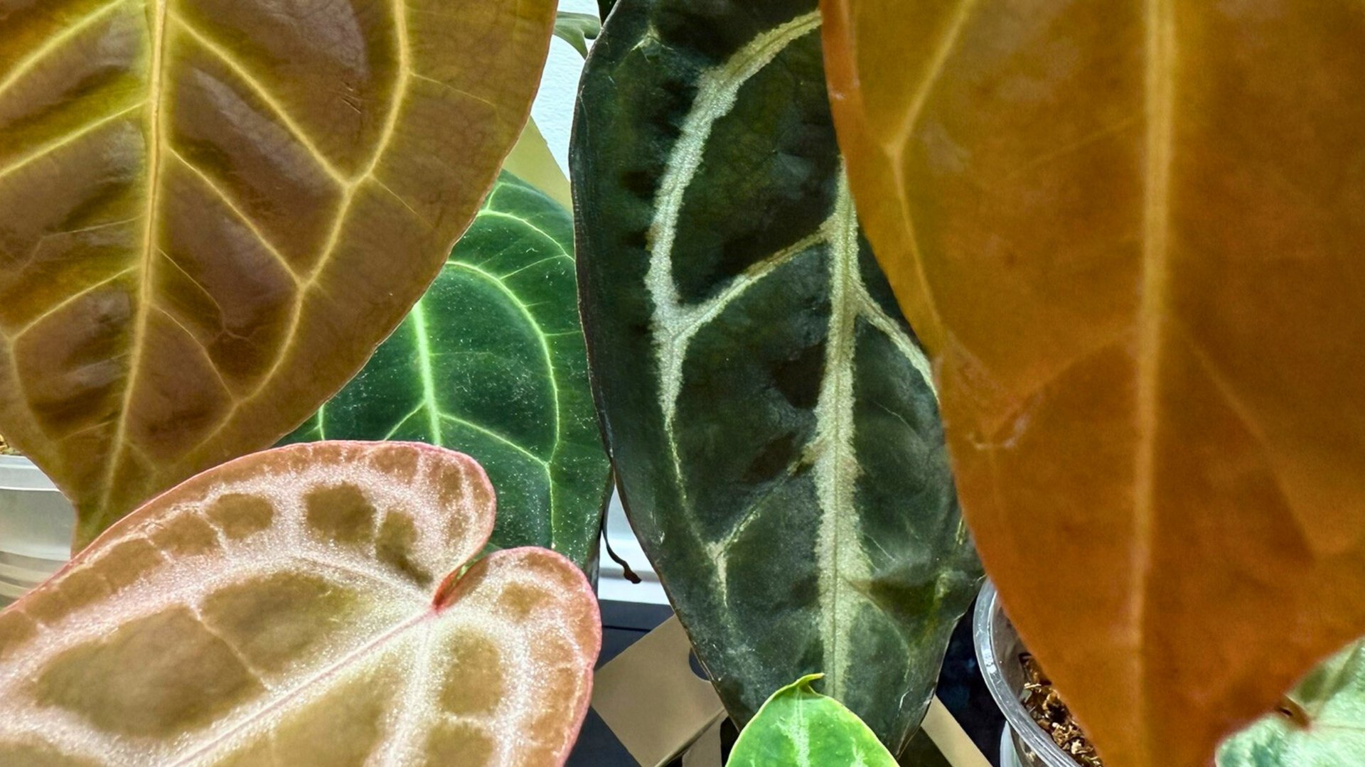 Assortment of anthurium leaves showing various shapes and shades of green.