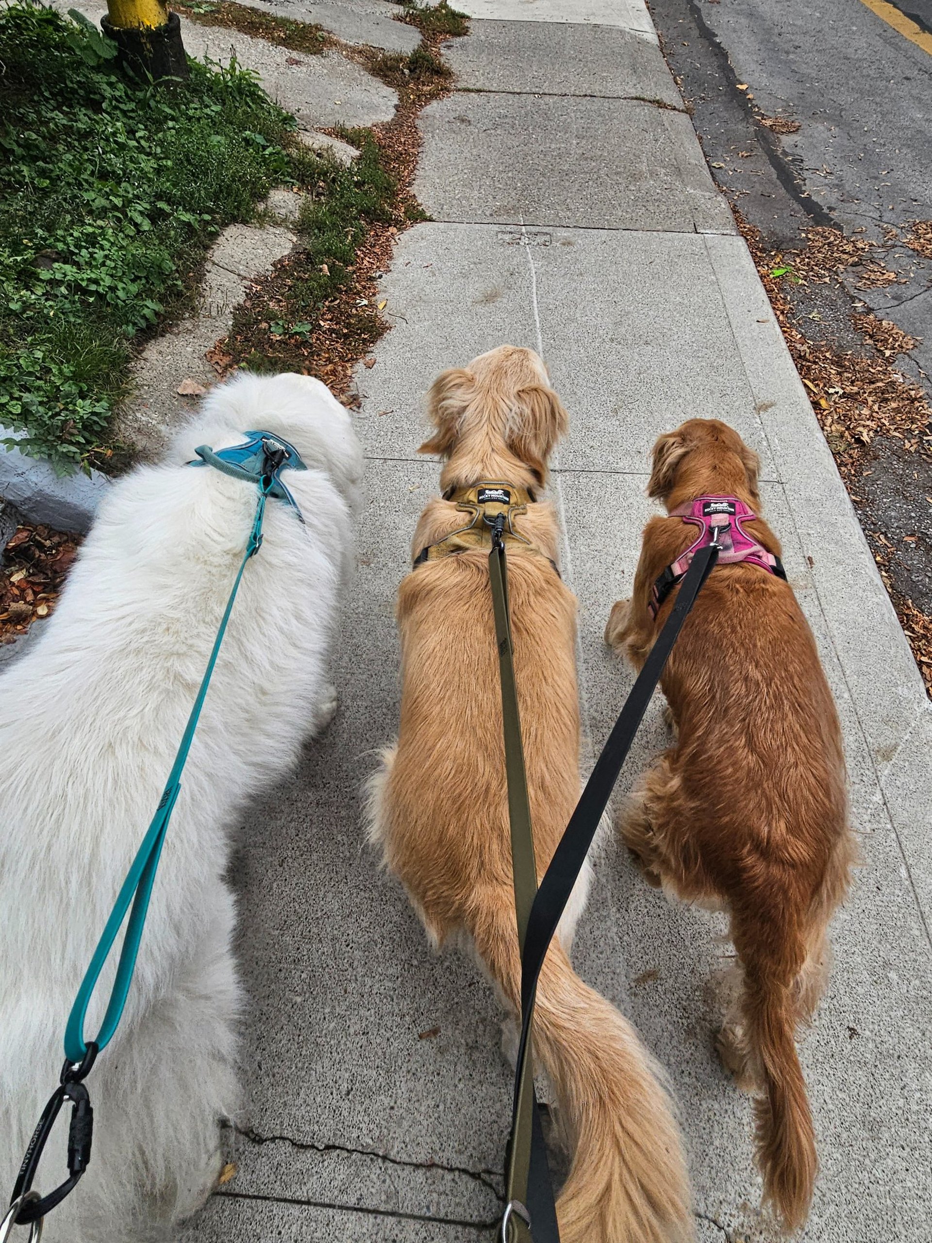 gray computer monitor